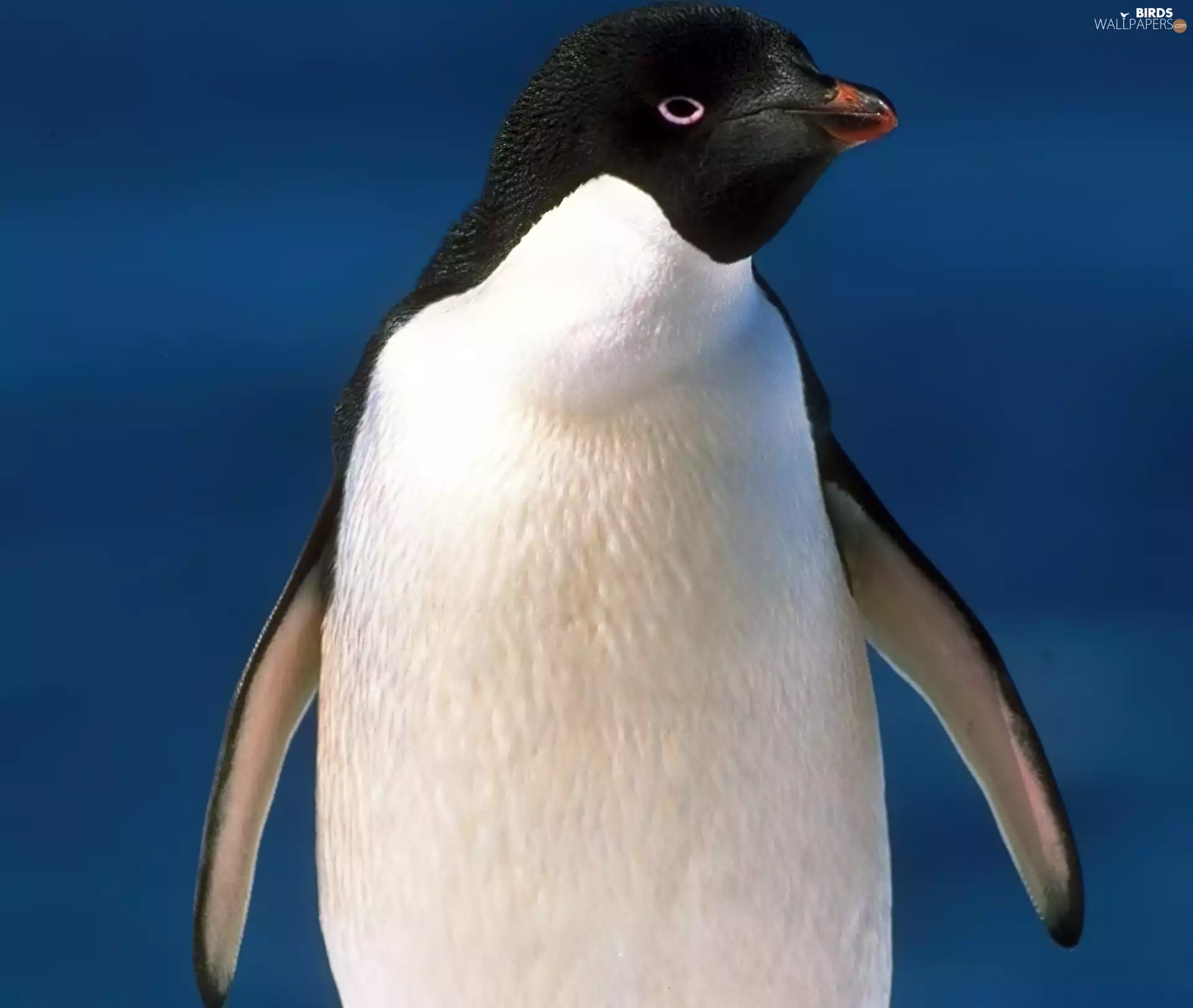 gazing, penguin