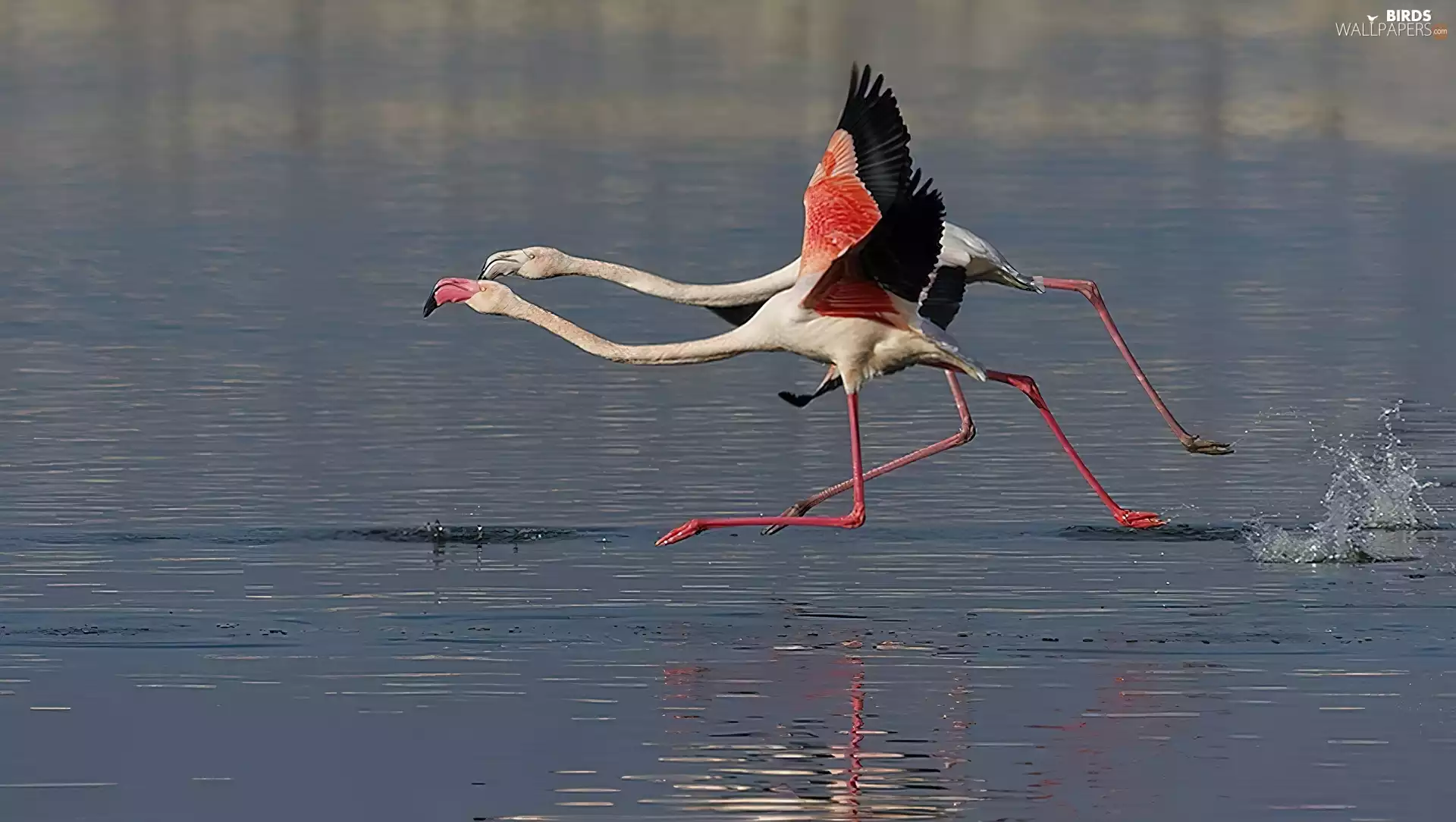 gear, Flamingos, water