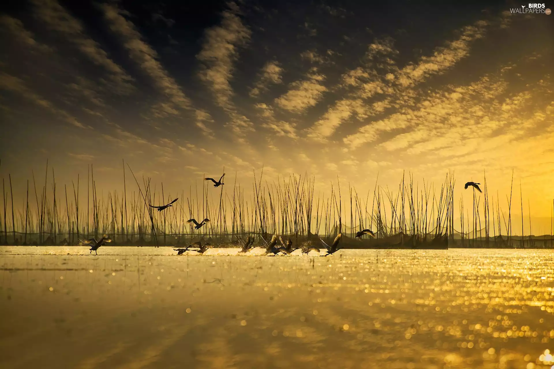 flying, lake, wild, geese, birds, Cane