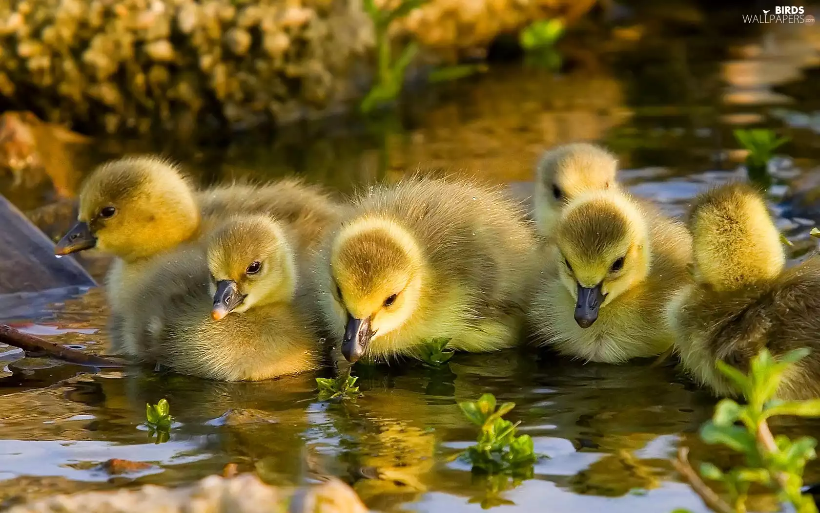 geese, chick