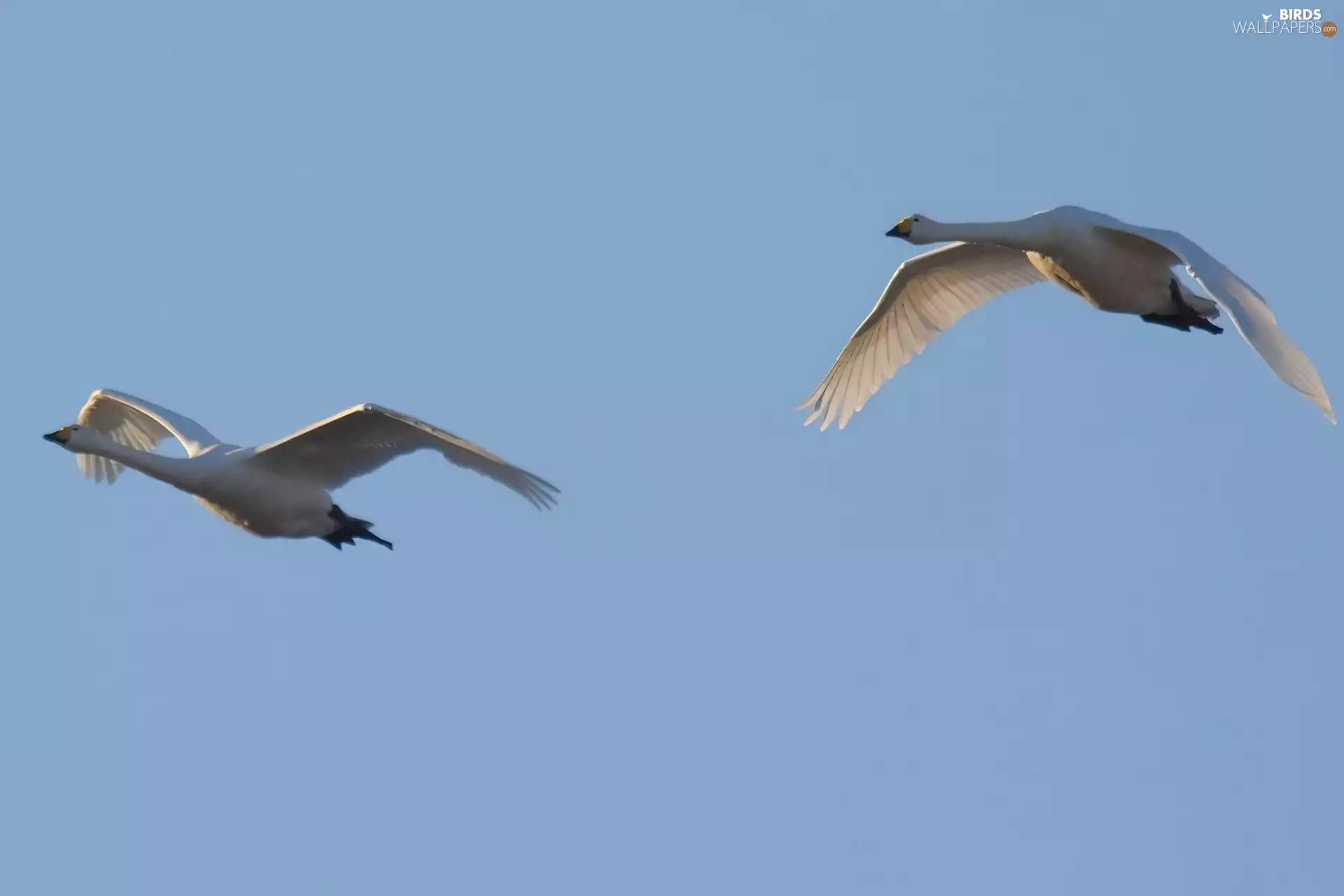 geese, flight