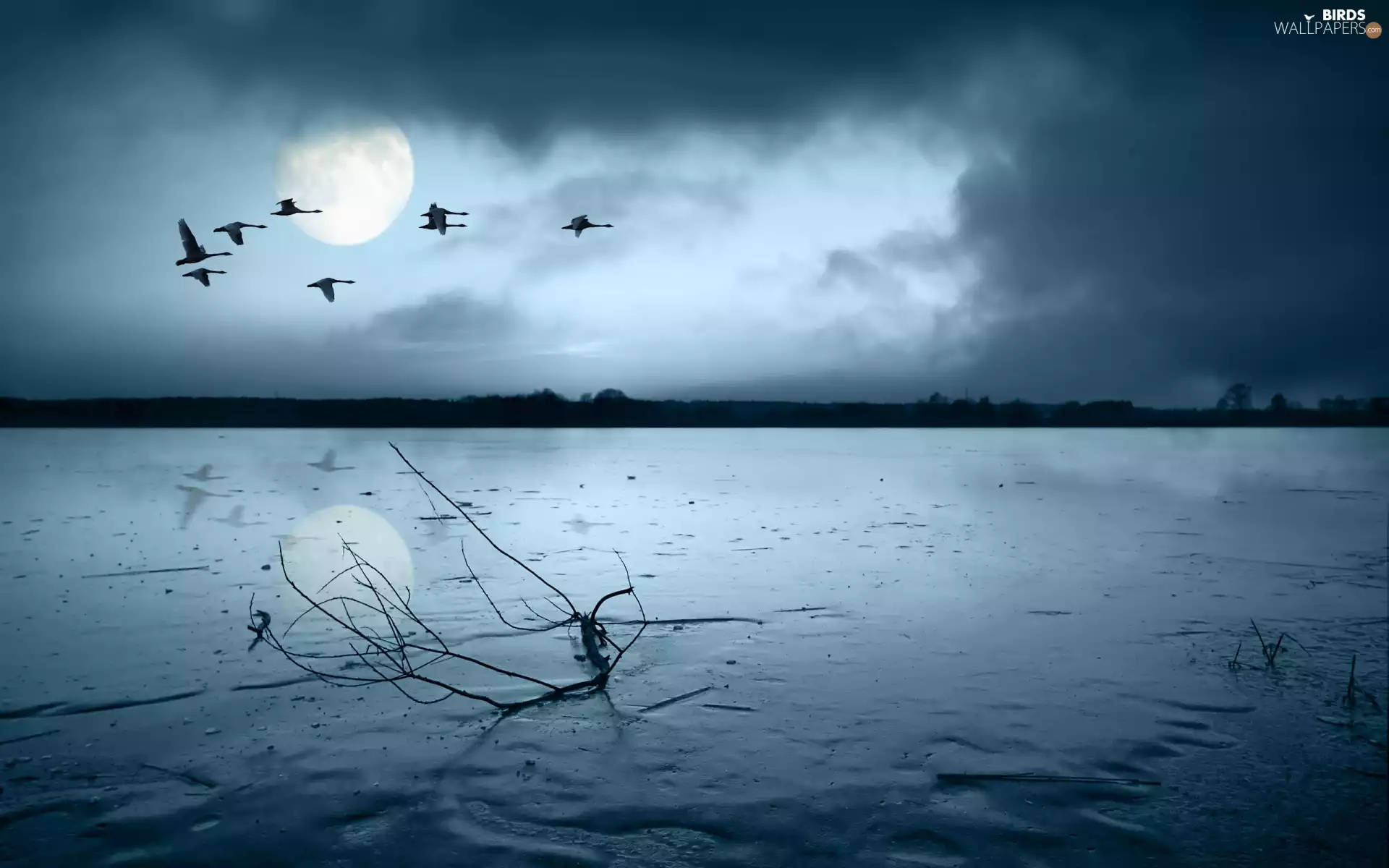 geese, frozen, lake