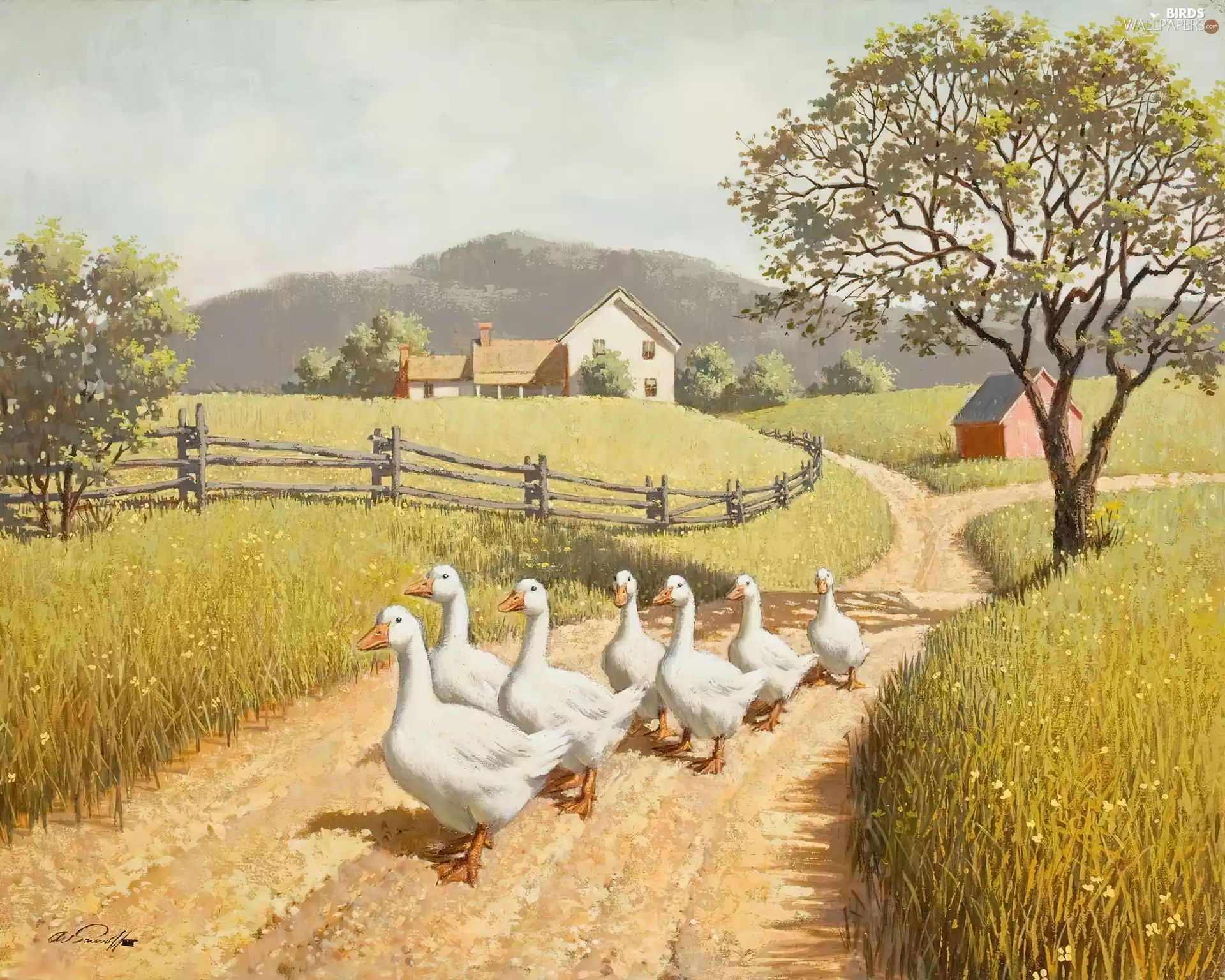 geese, field, Way