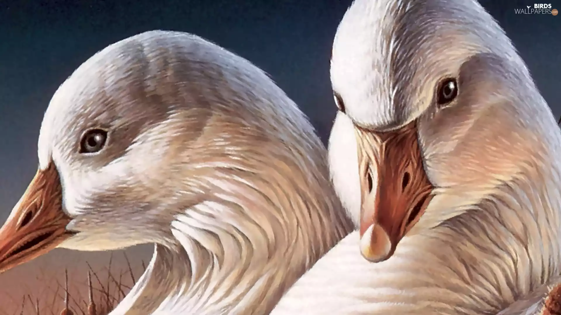 geese, portrait, white