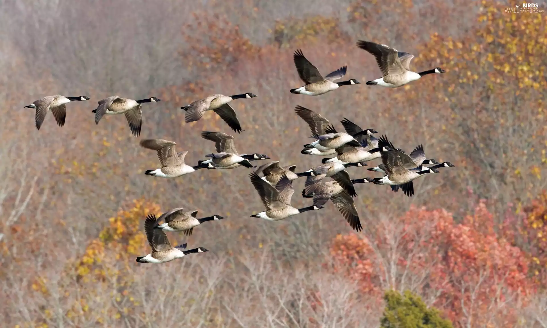 geese, herd, wild