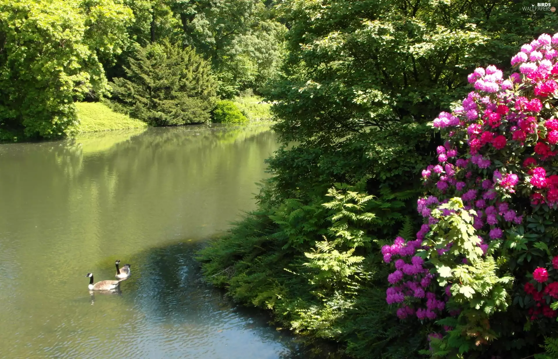 ducks, Essen, rhododendron, Pond - car, Grugapark, Bush, Germany
