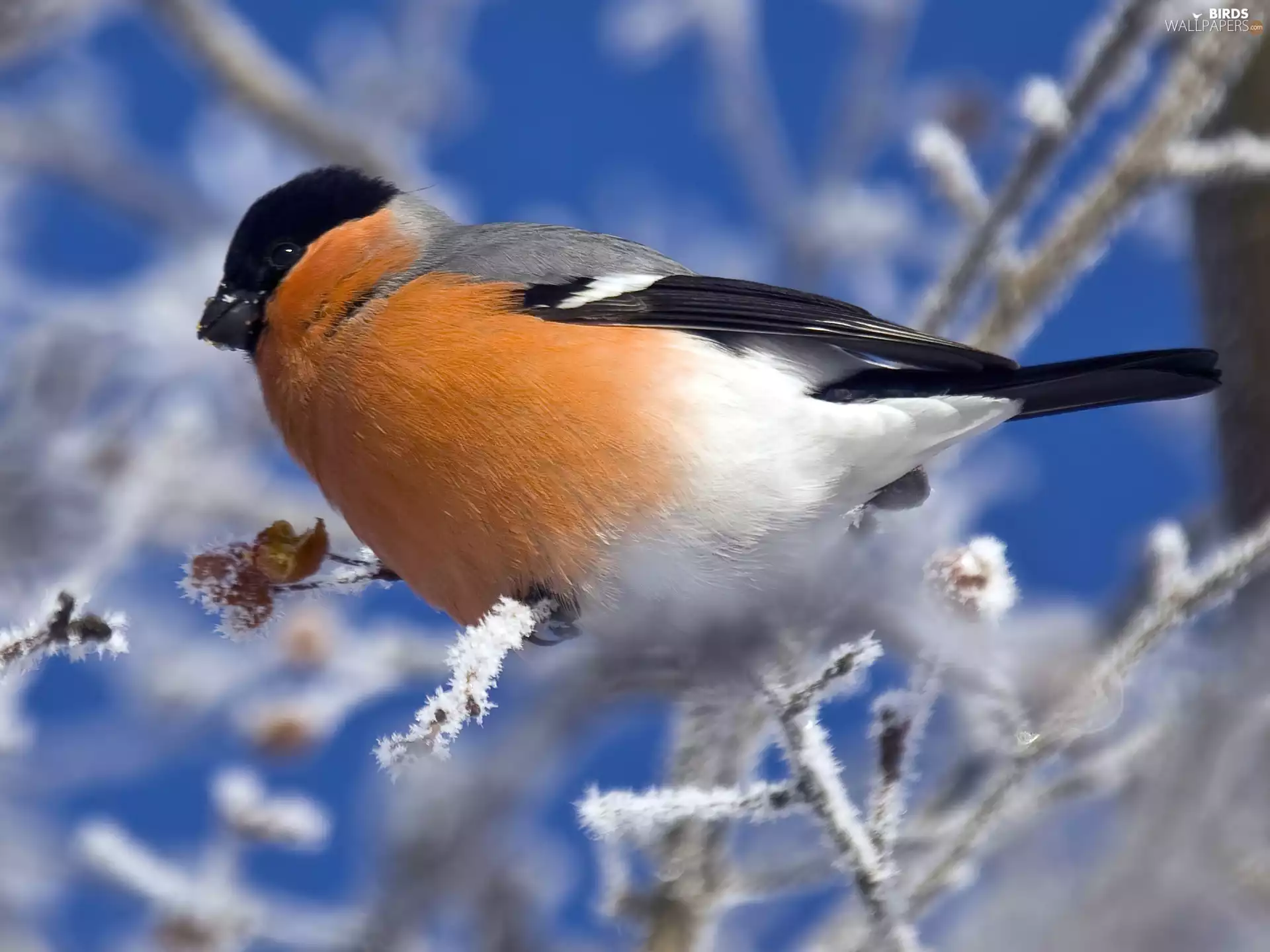 twig, Gil, A snow-covered