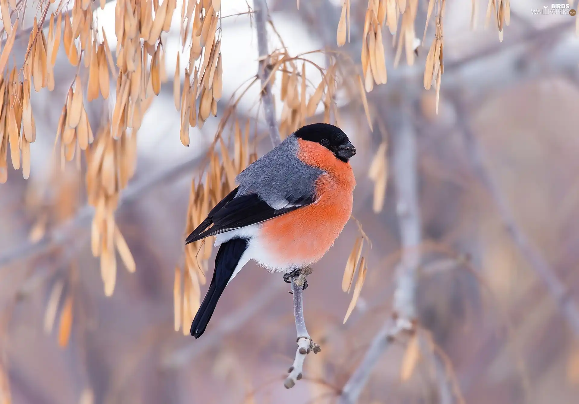Bird, Twigs, leaves, Gil