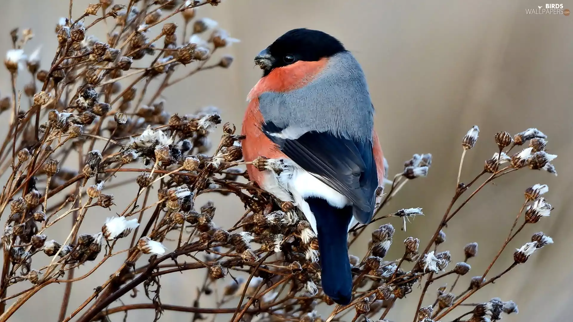 Bird, dry, Twigs, Gil