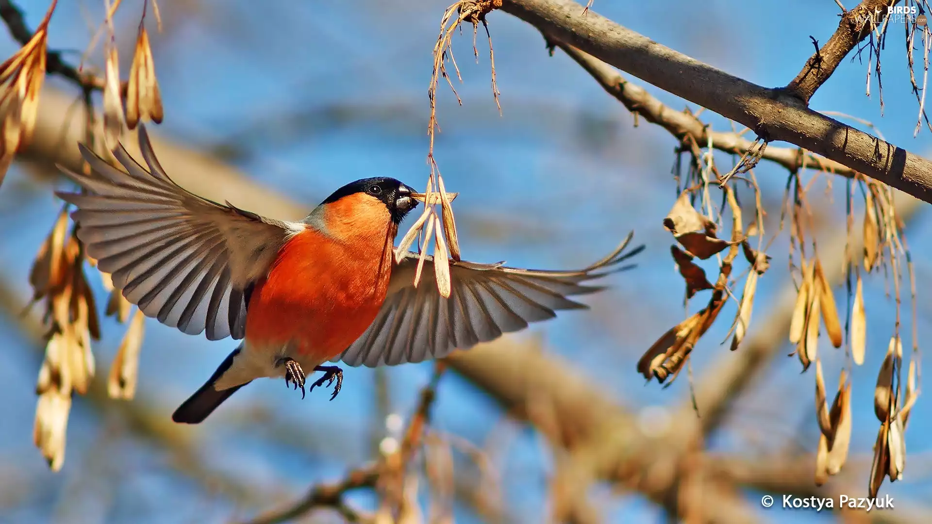 Twigs, Gil, in the air