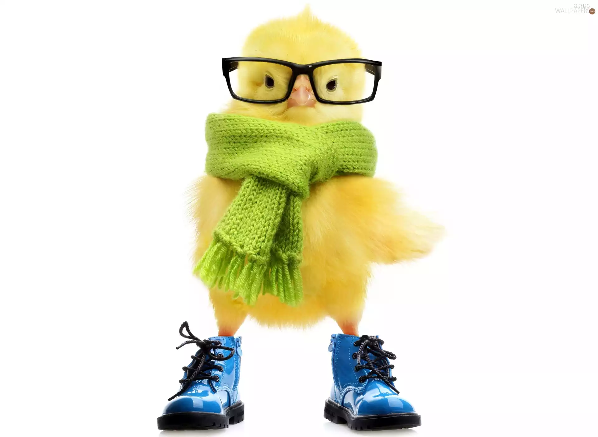 chicken, Scarf, Boots, Glasses