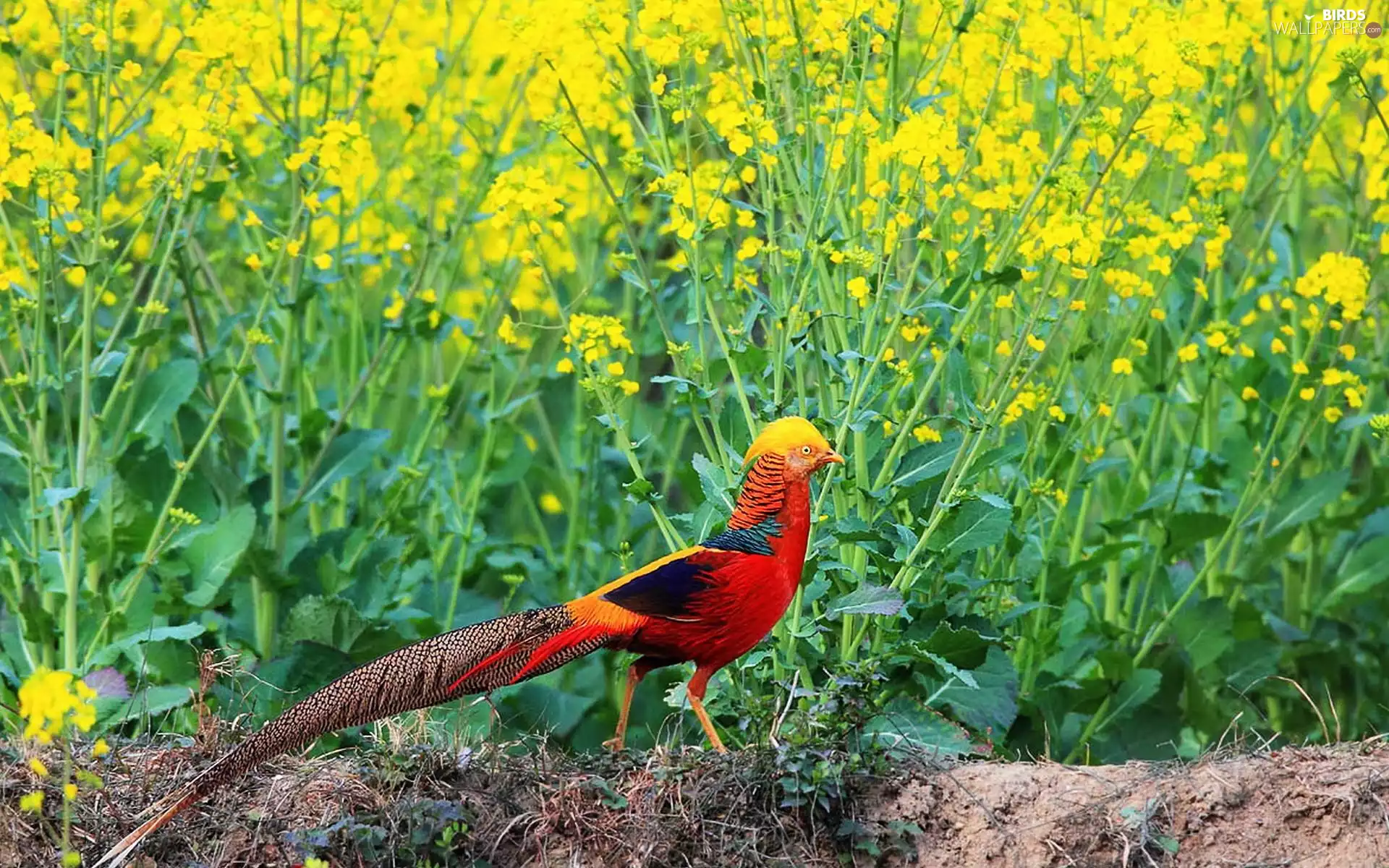 Golden Pheasant, rape
