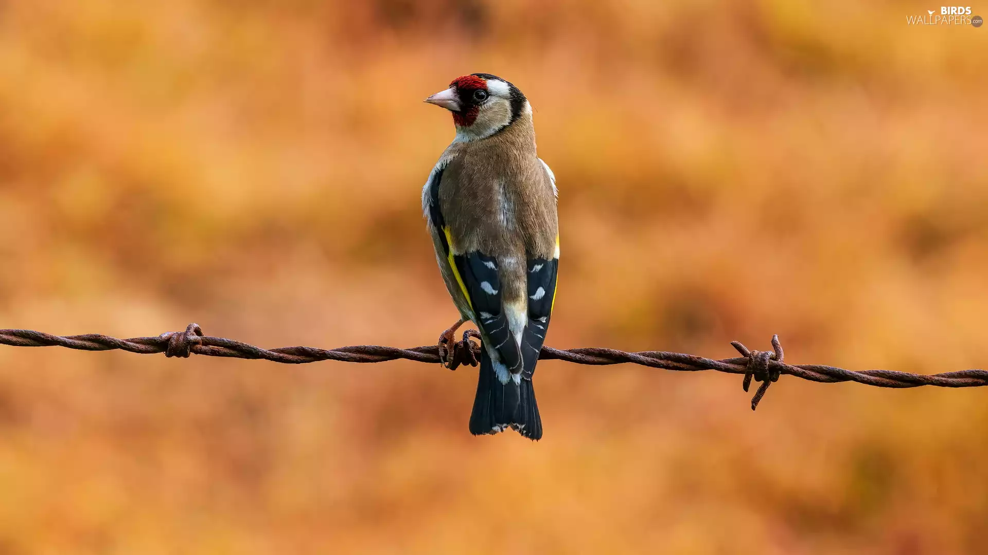 Bird, wire, prickly, goldfinch