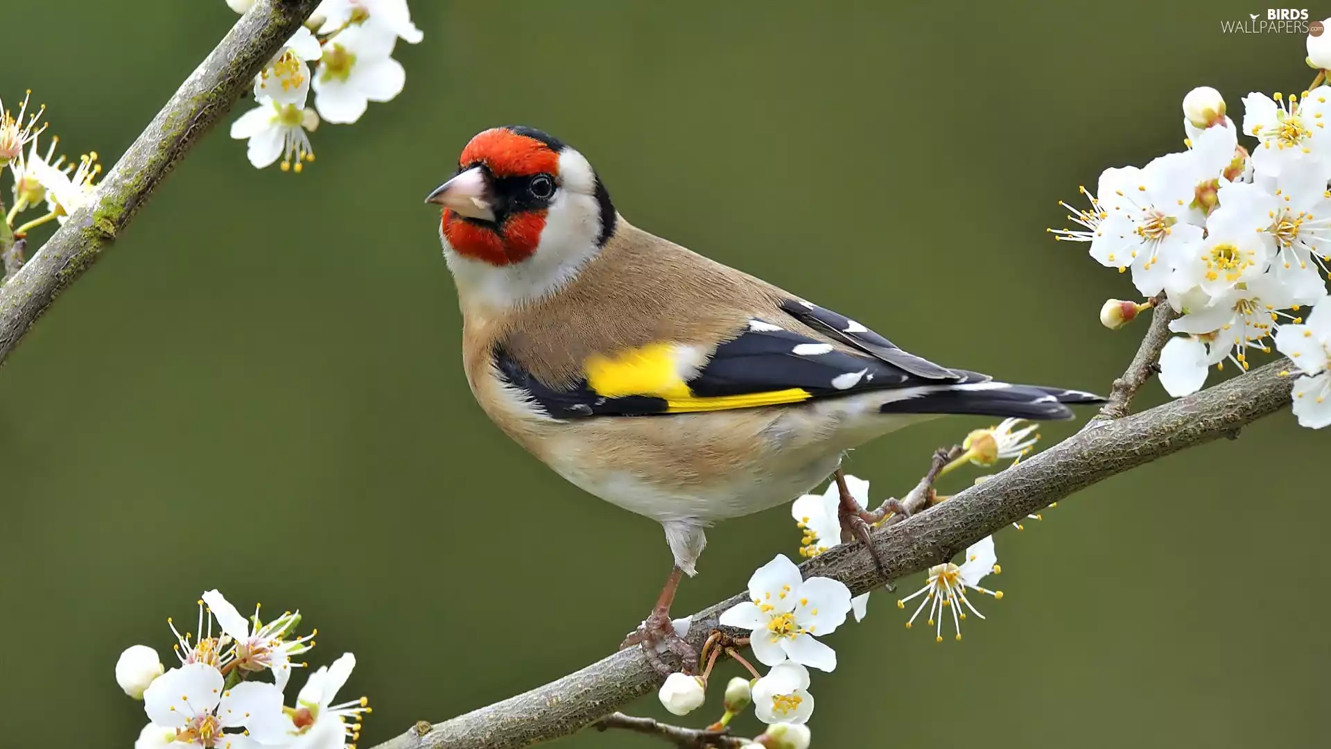 birdies, flourishing, Twigs, goldfinch