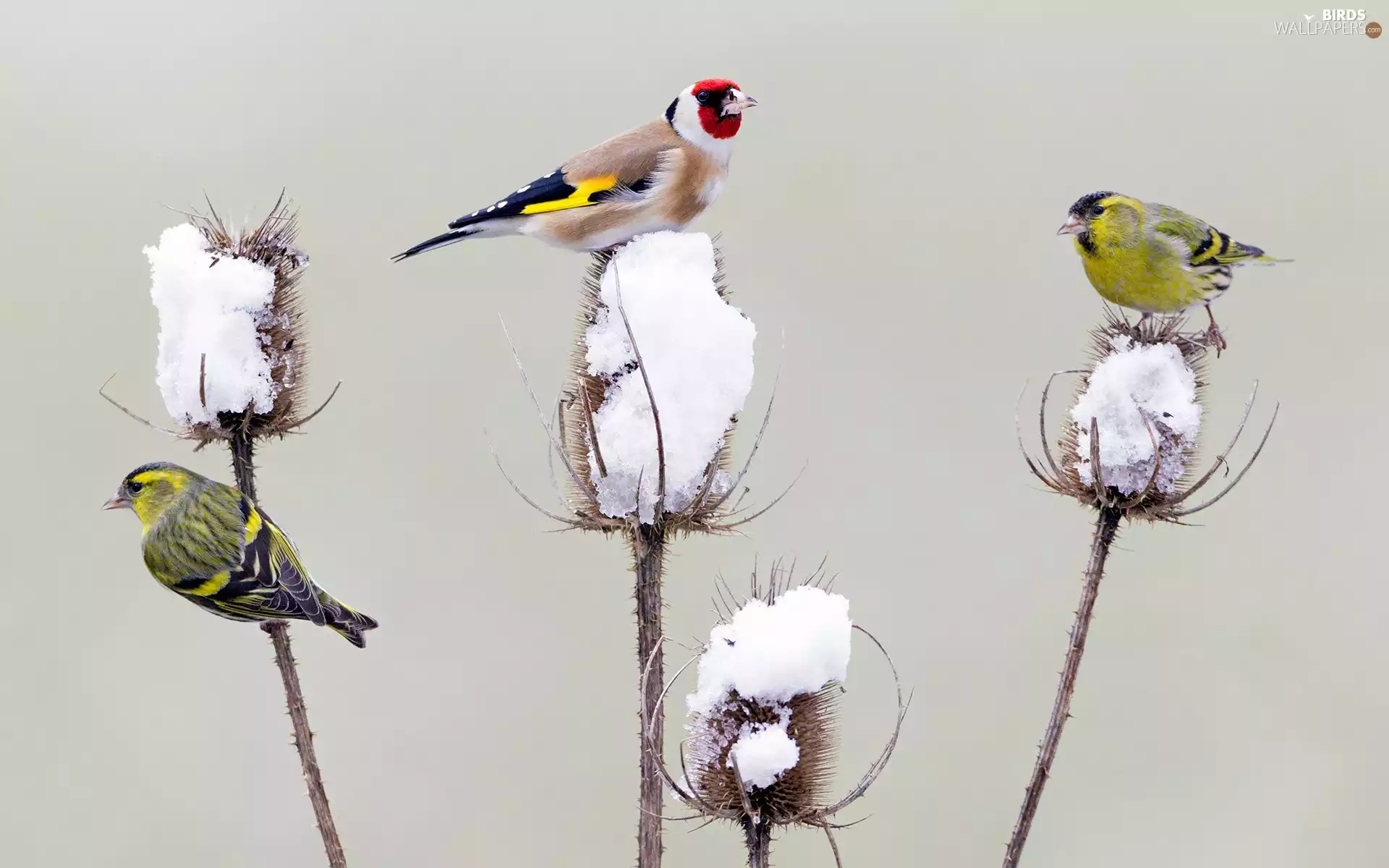 Two cars, birds, plant, snow, Eurasian Siskin, goldfinch