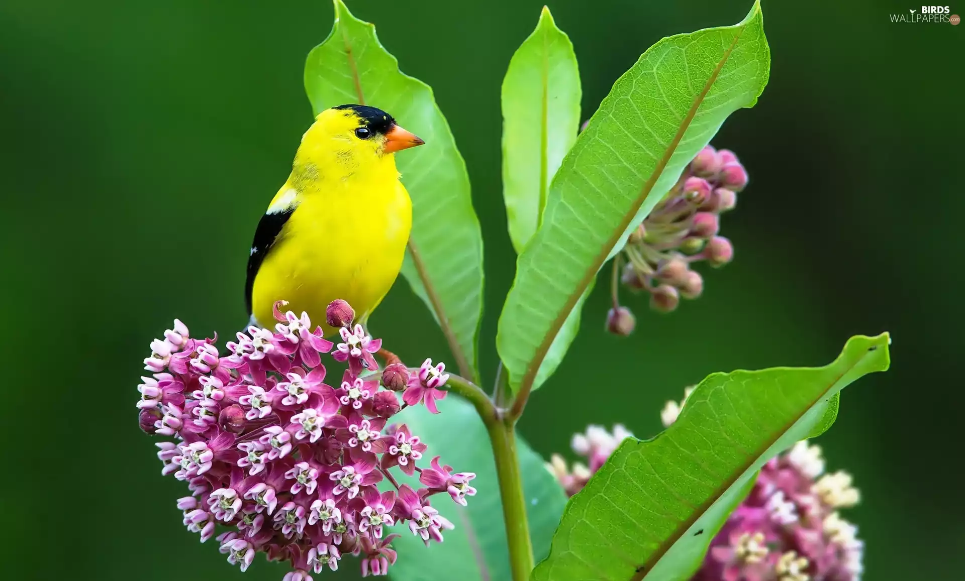 goldfinch, Flowers