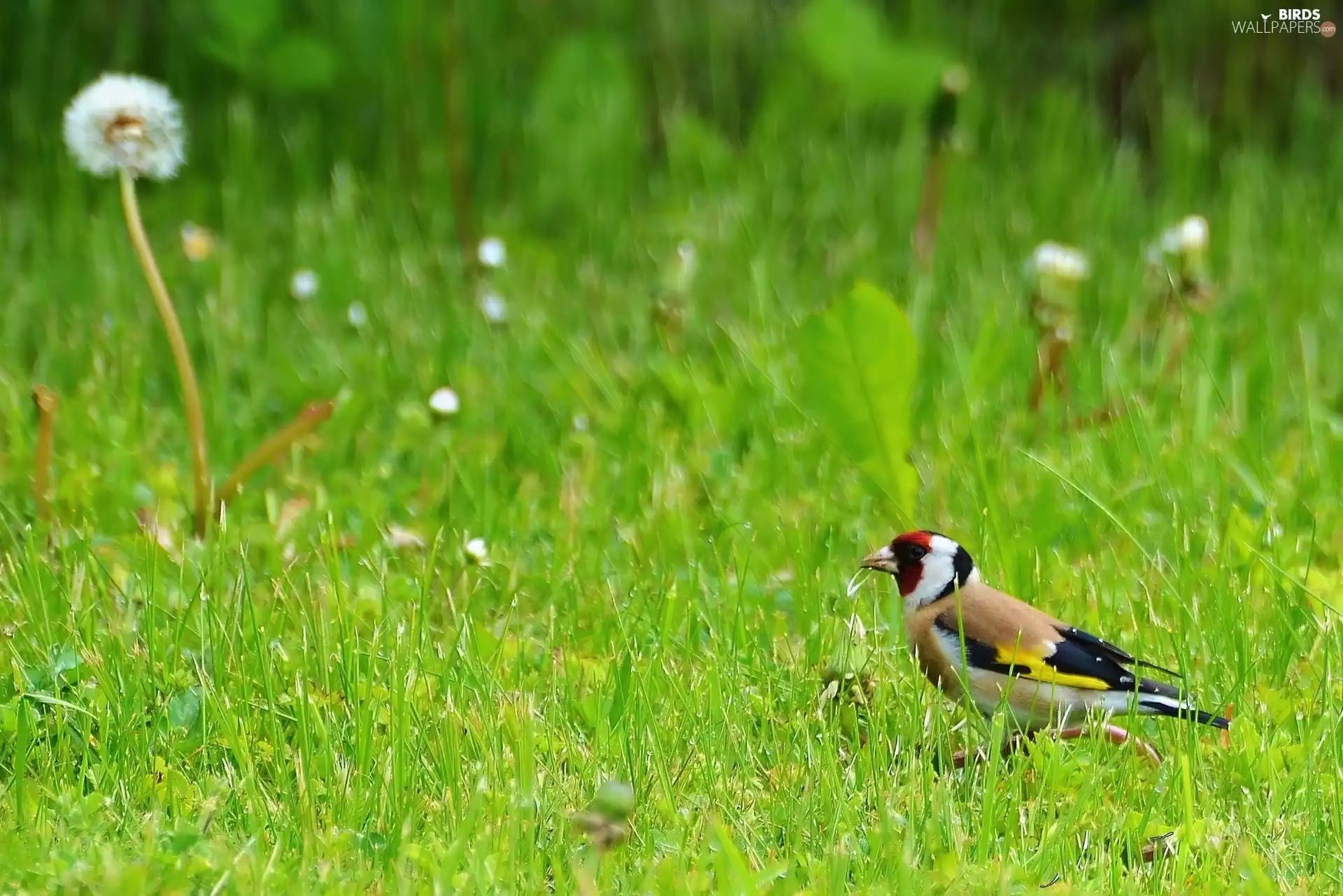 goldfinch, grass