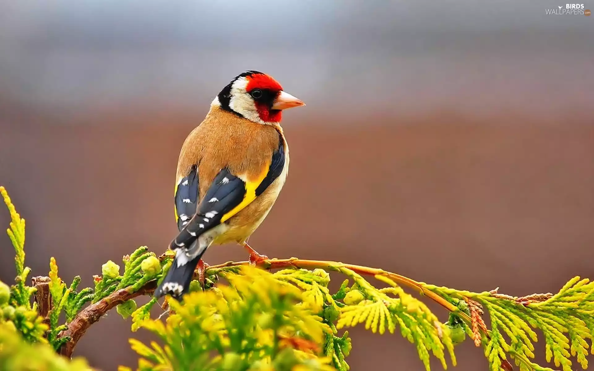 goldfinch, twig