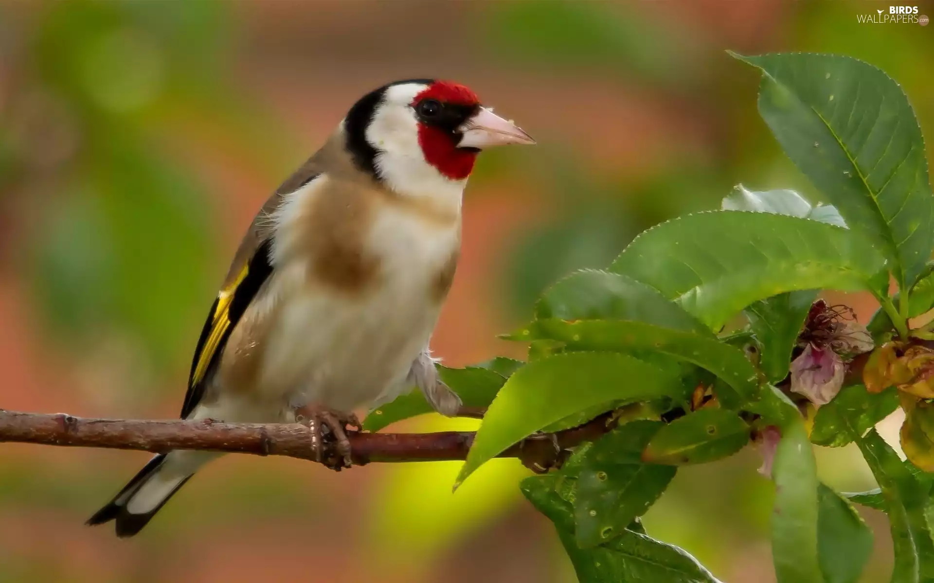 goldfinch, twig