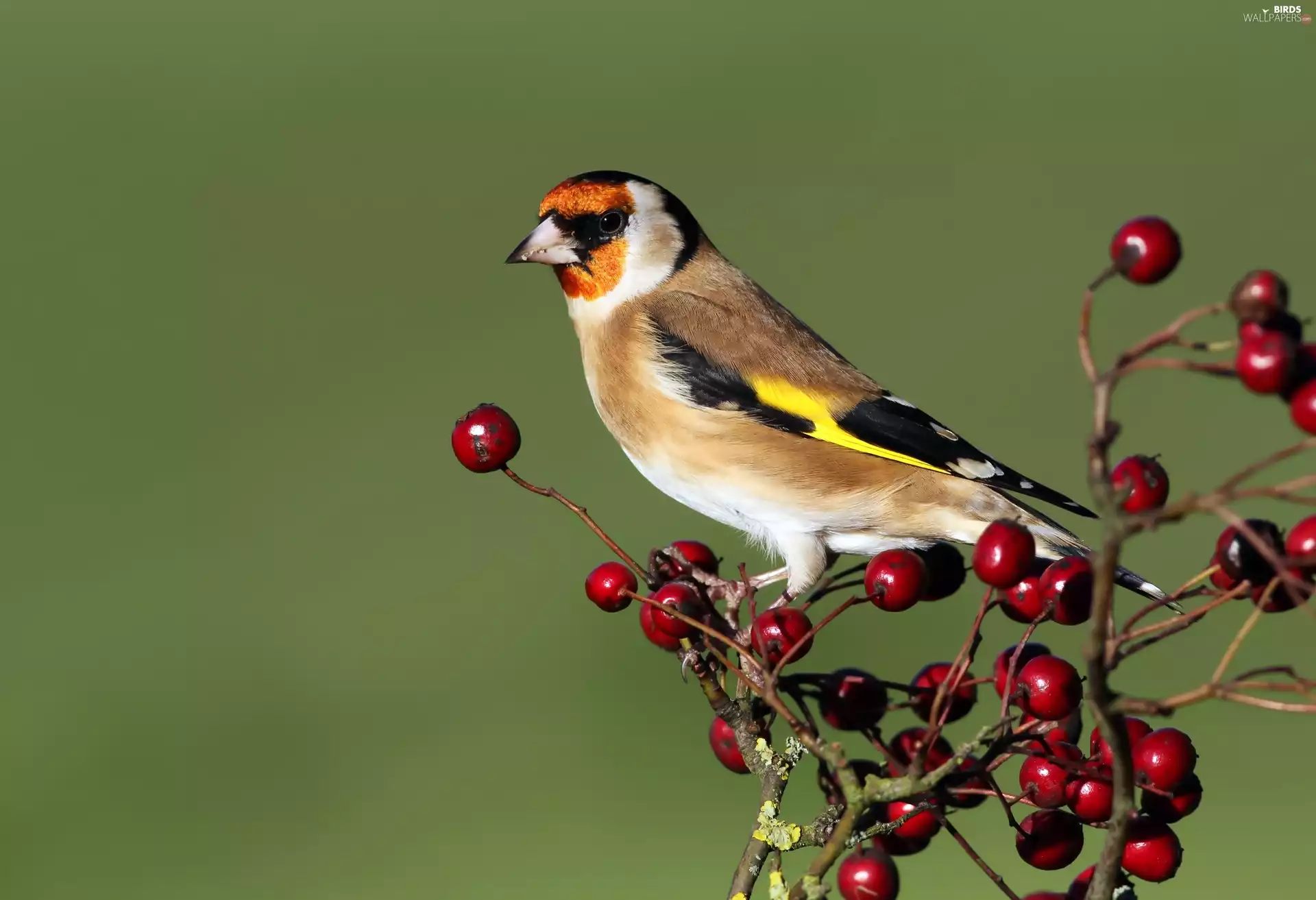 goldfinch, Twigs