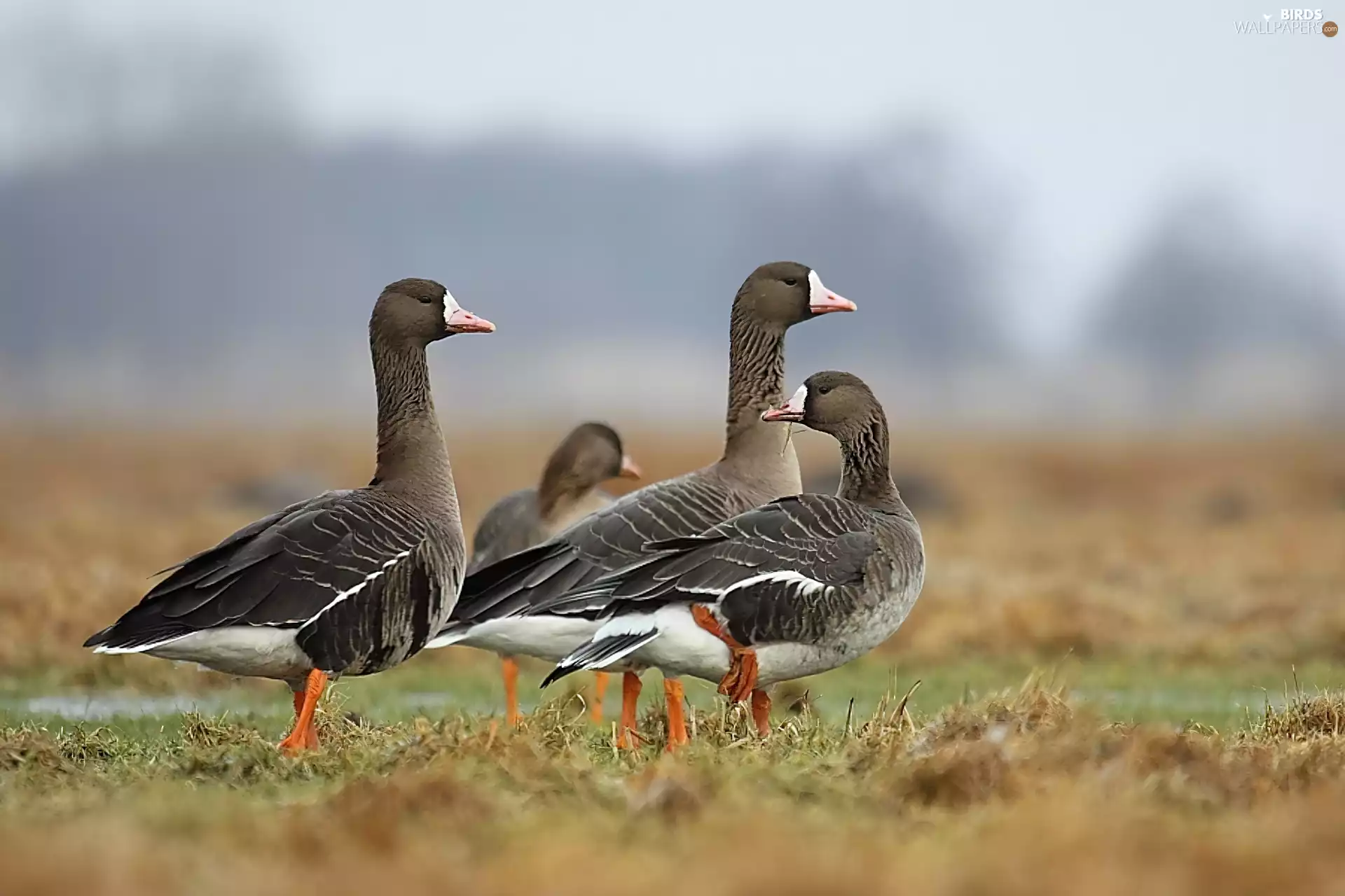 goose, White-fronted