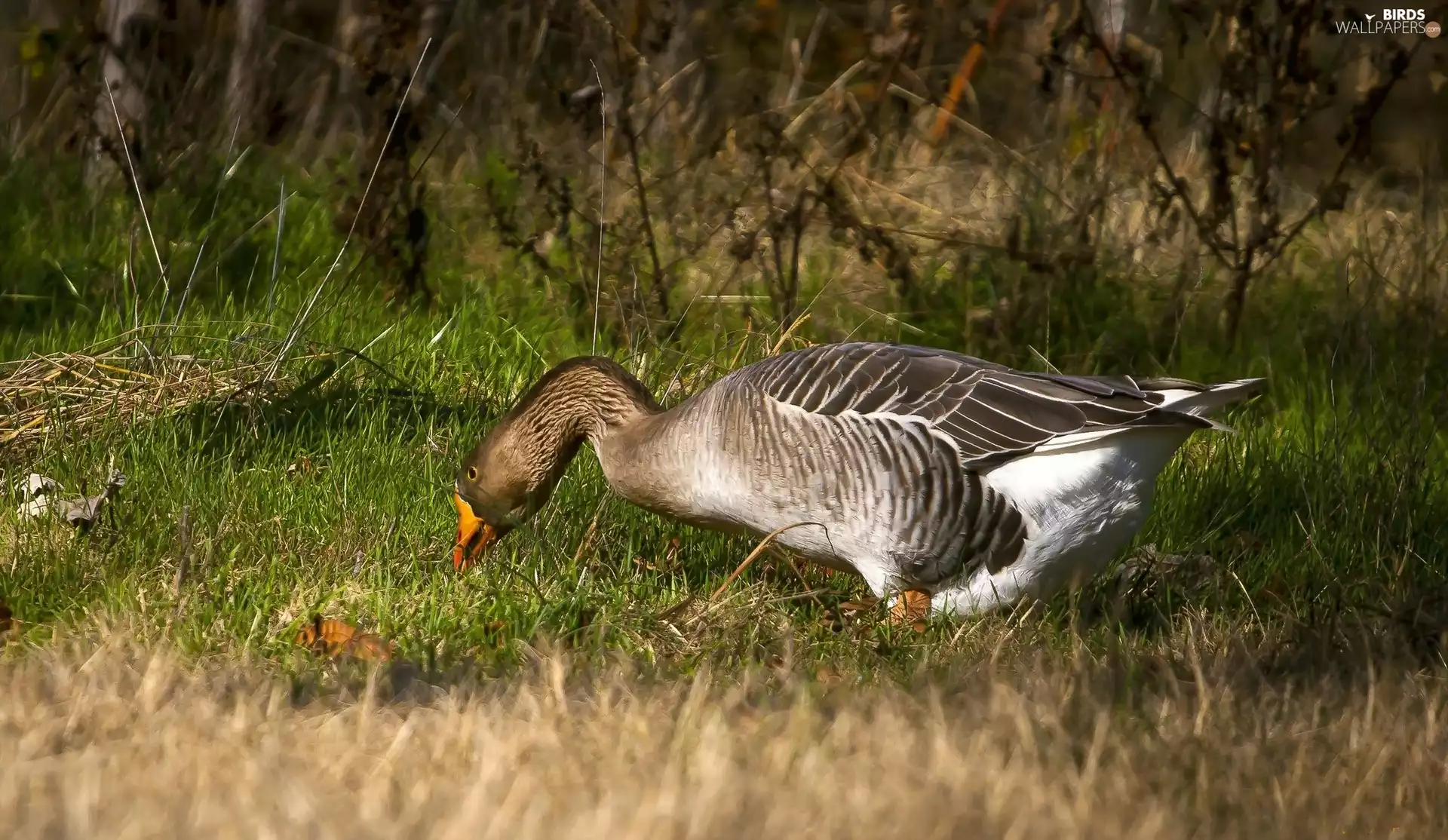 goose, grass