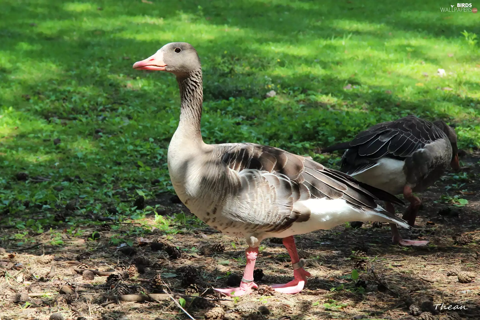 goose, greylag