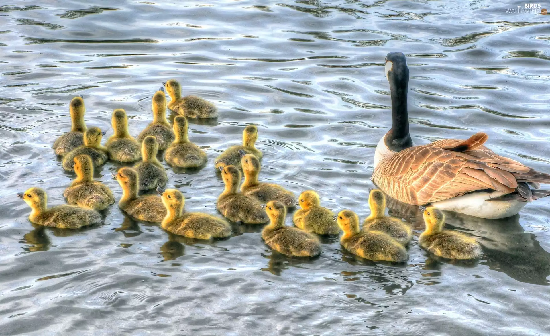 mother, young, water, goose