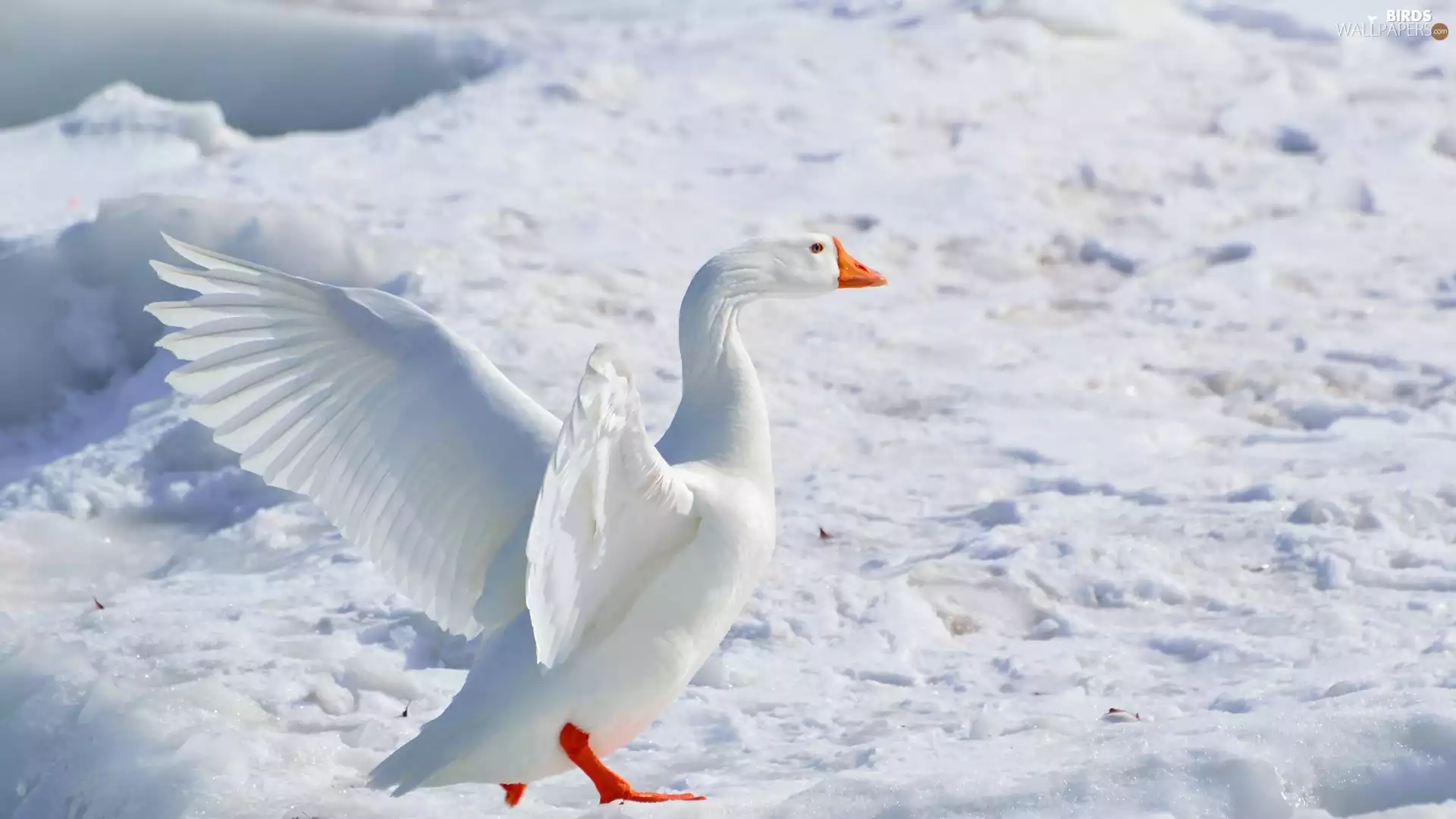 goose, winter, snow