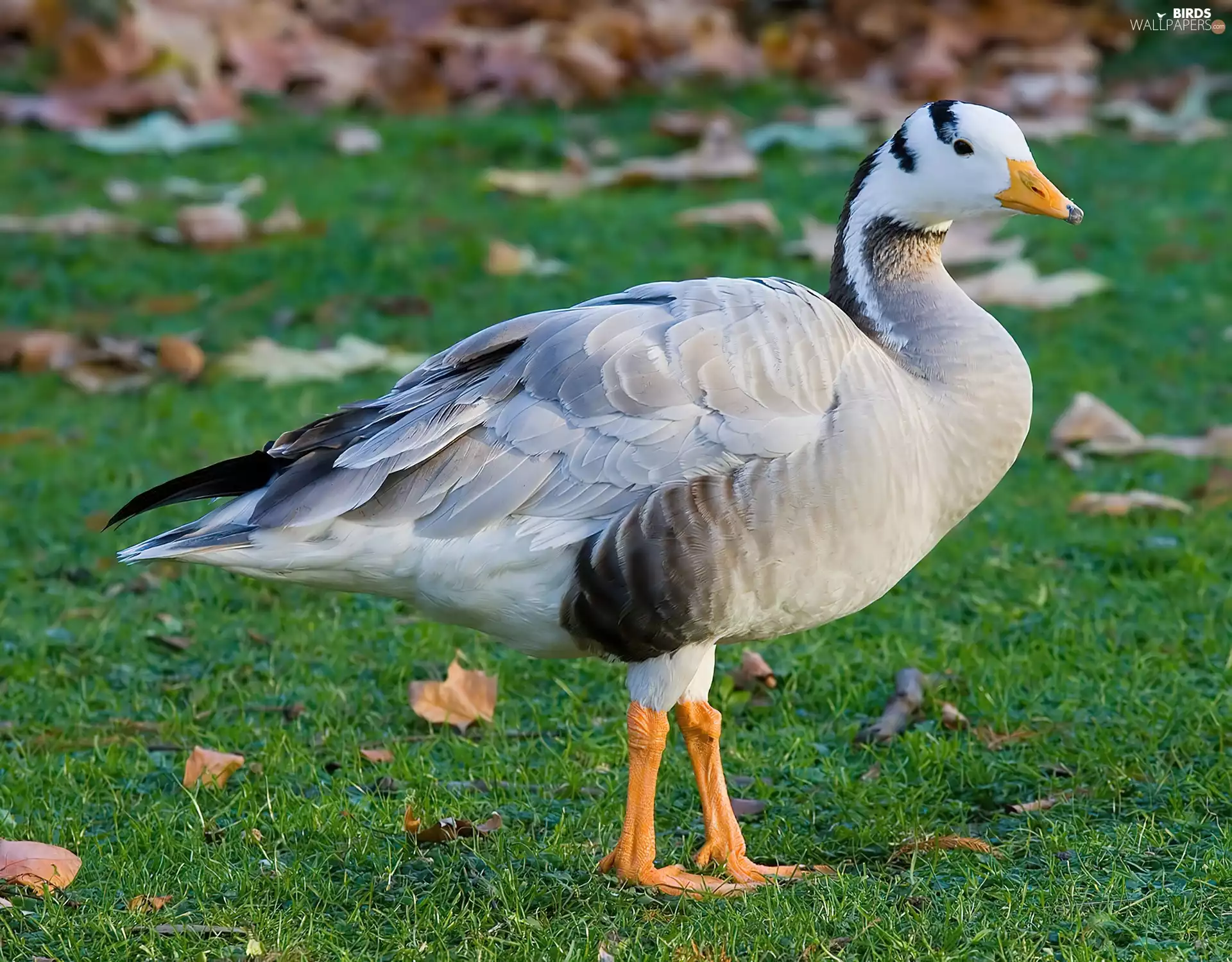 Goose Tibetan