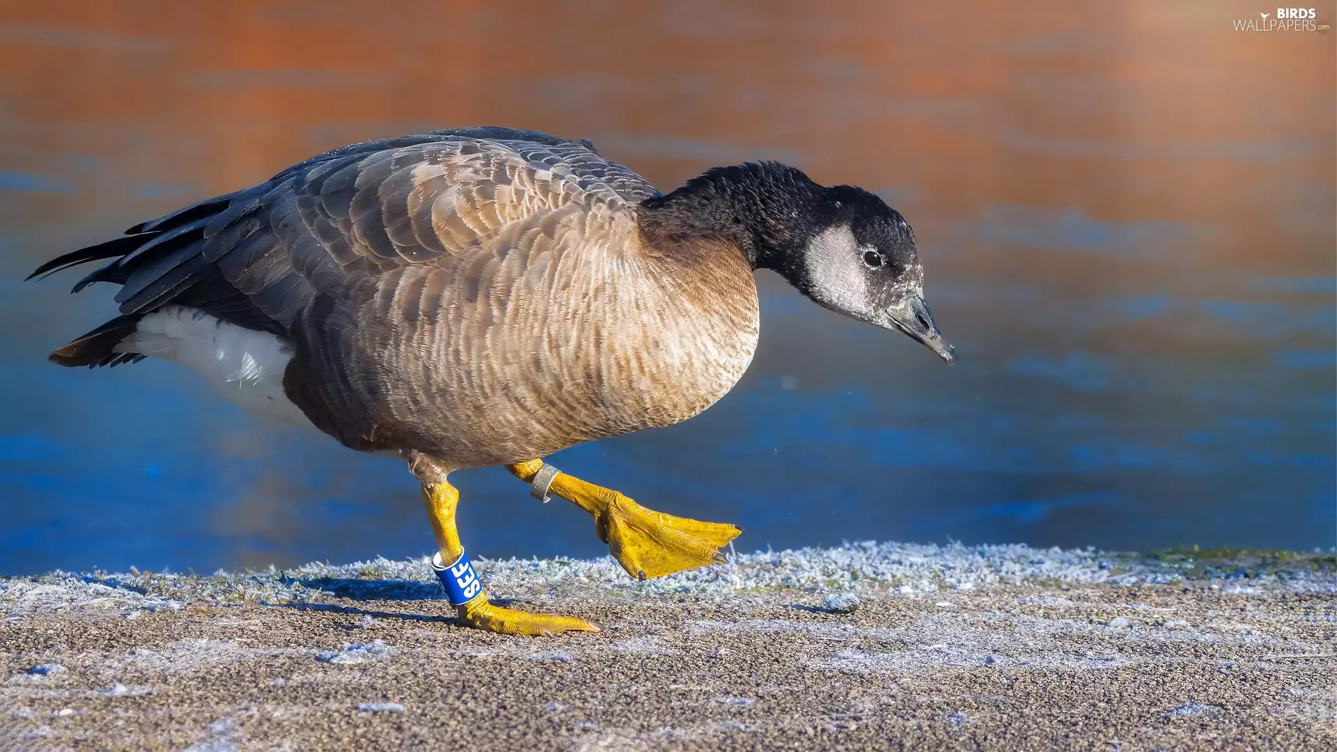 water, goose, Canadian Goose