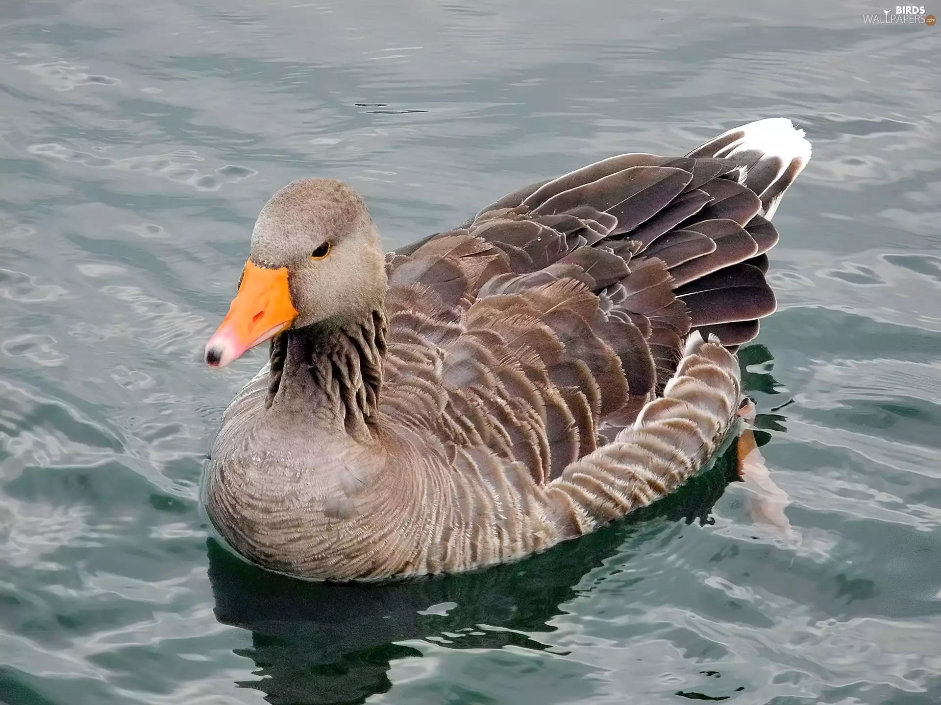 goose, water