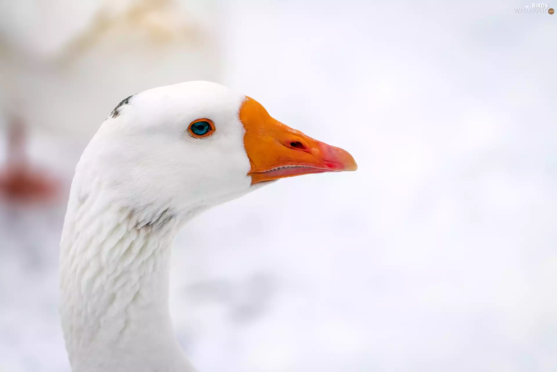 goose, Bird, White
