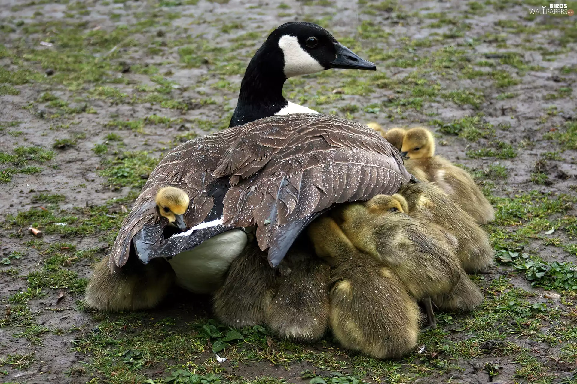 goslings, goose, mother