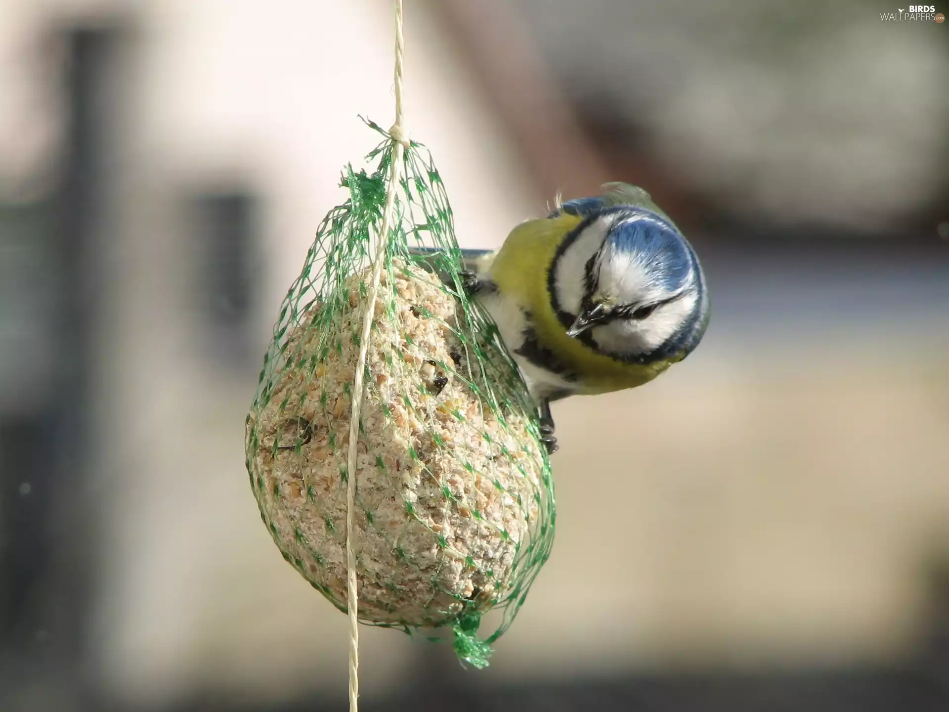 blurry background, tit, grains
