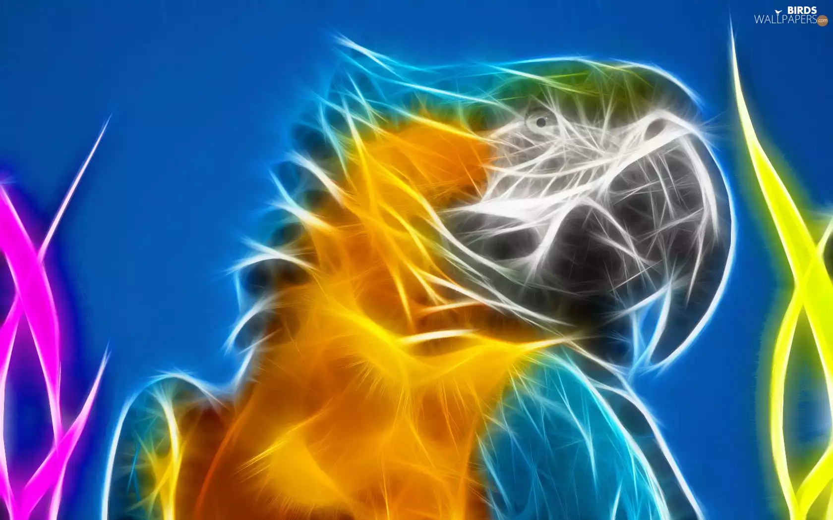 graphics, parrot, ara