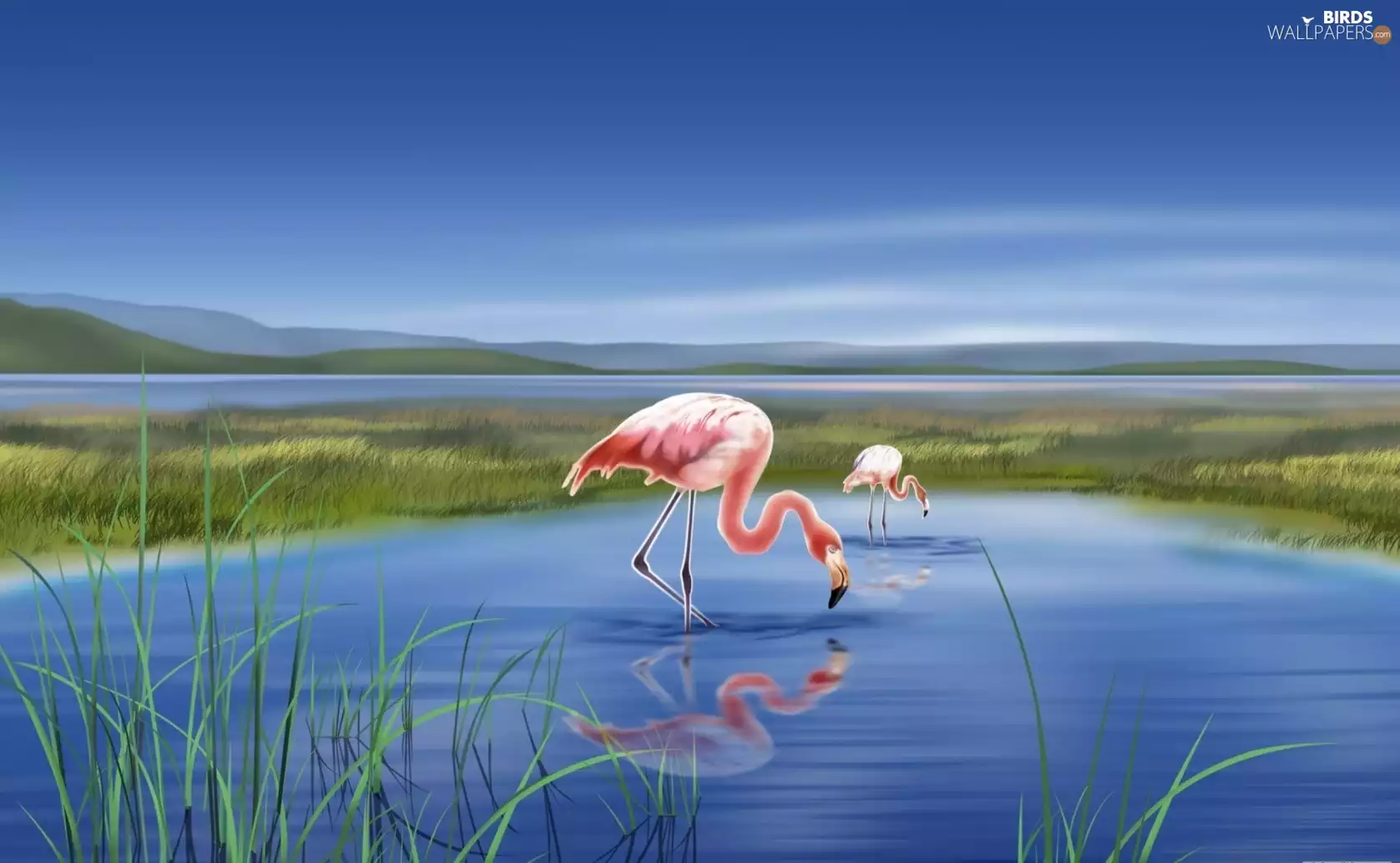 lake, Flamingos, 2D Graphics, Two cars