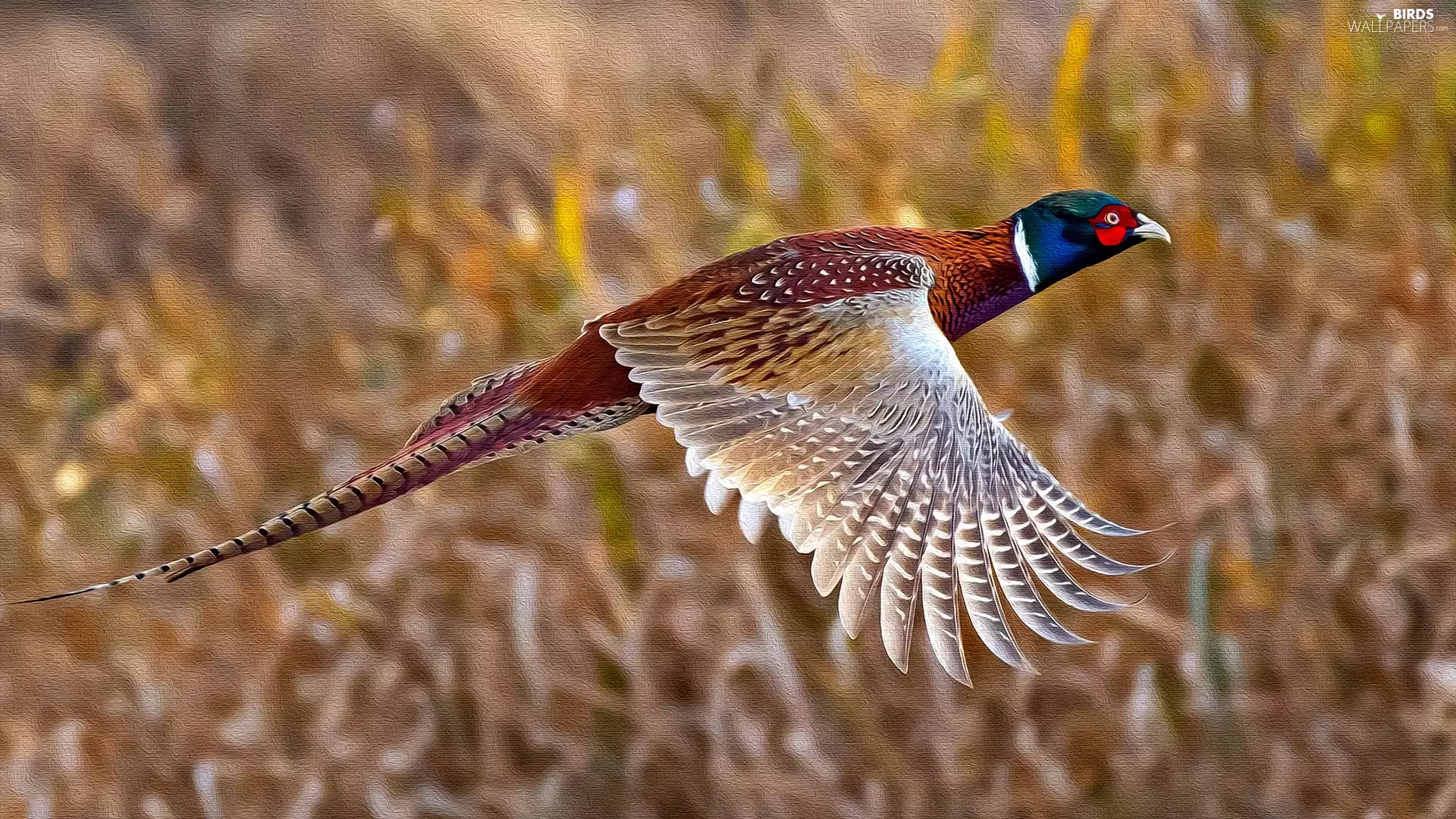 graphics, Bird, pheasant