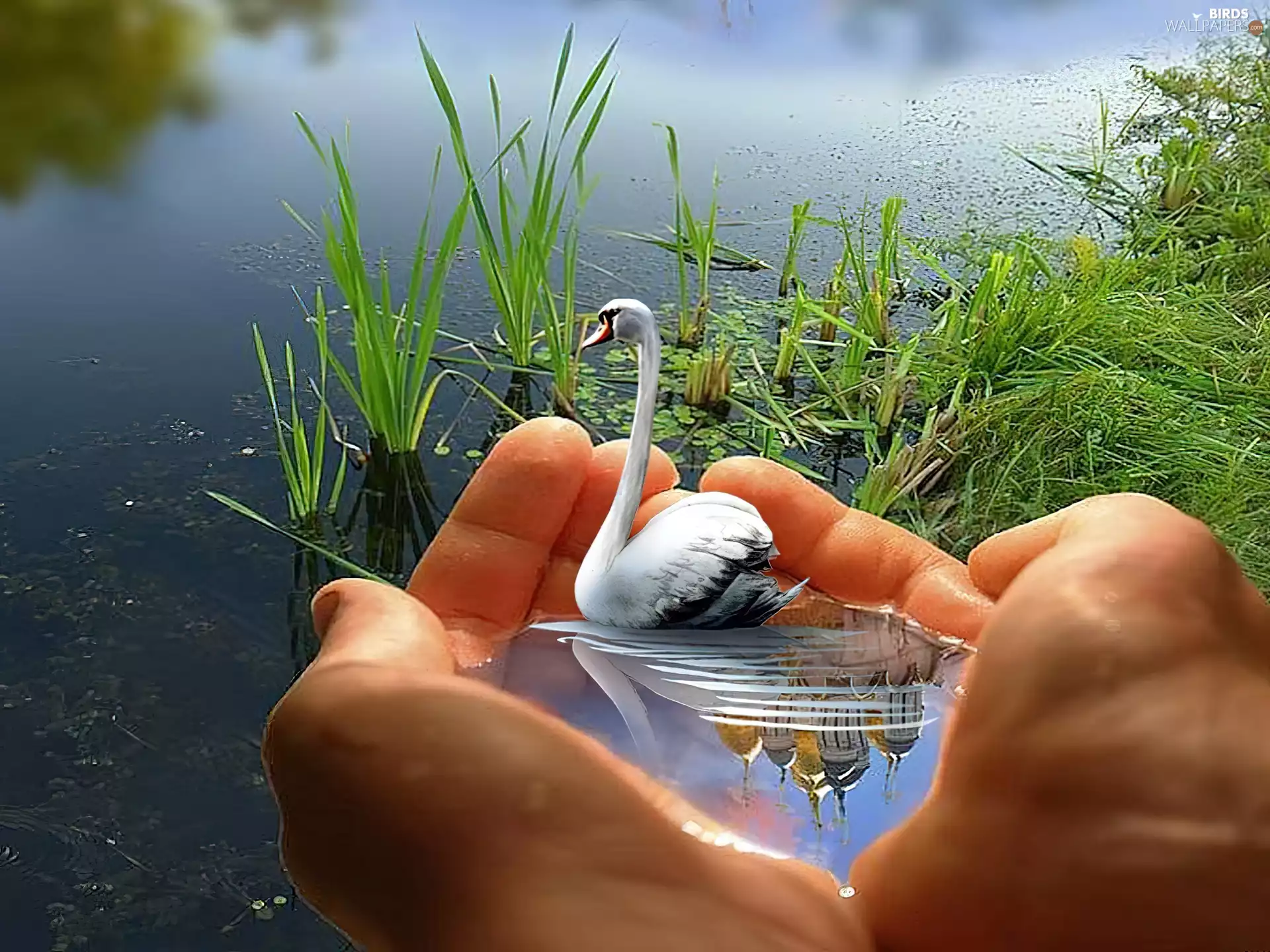 graphics, hands, Swans