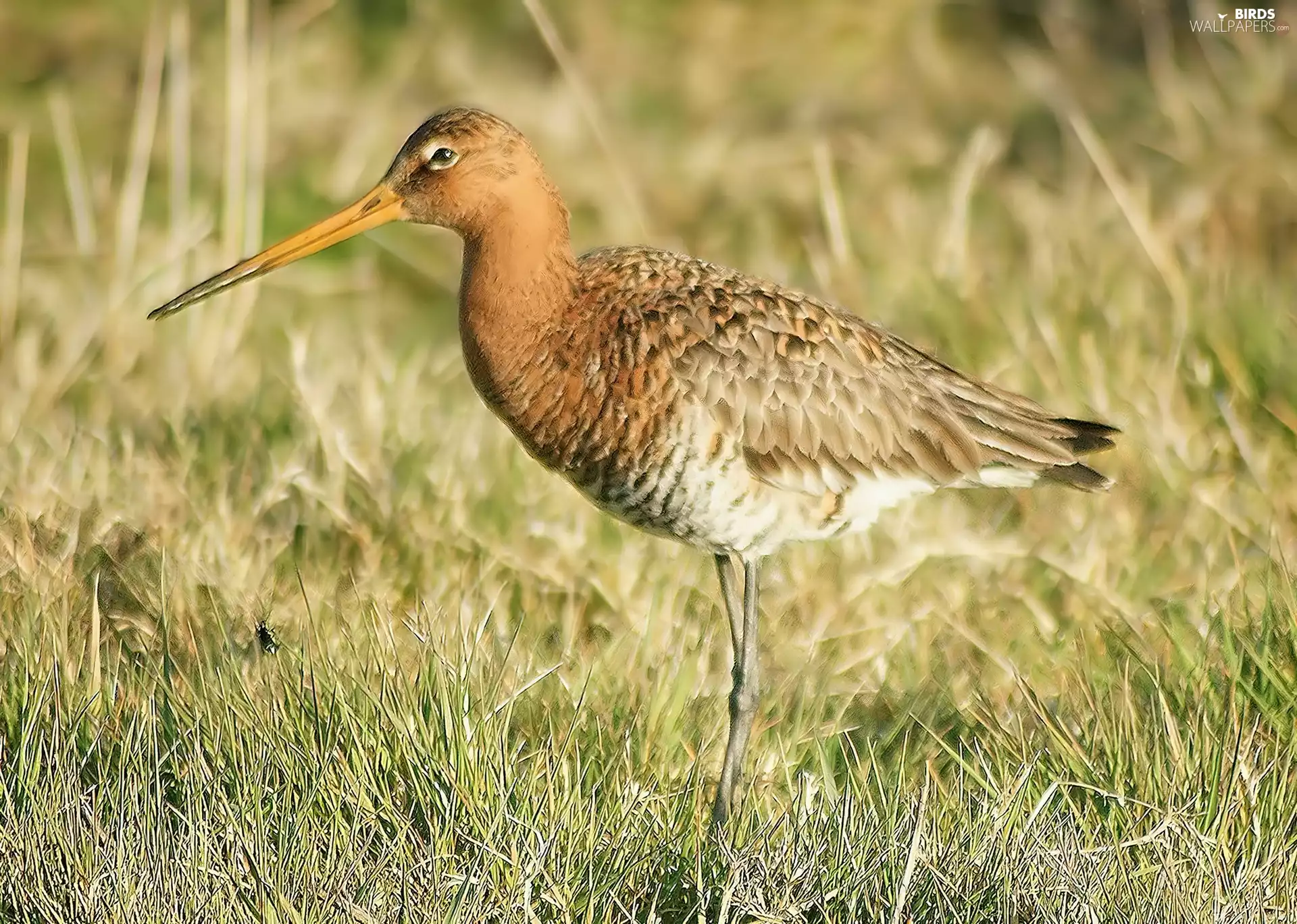Black-tailed Godwit, grass