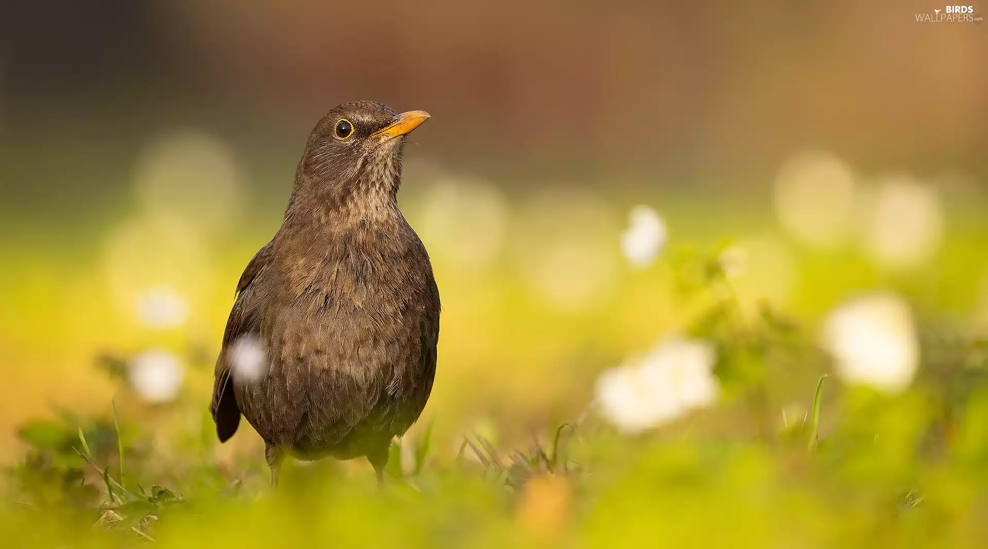 grass, Bird, Blackbird