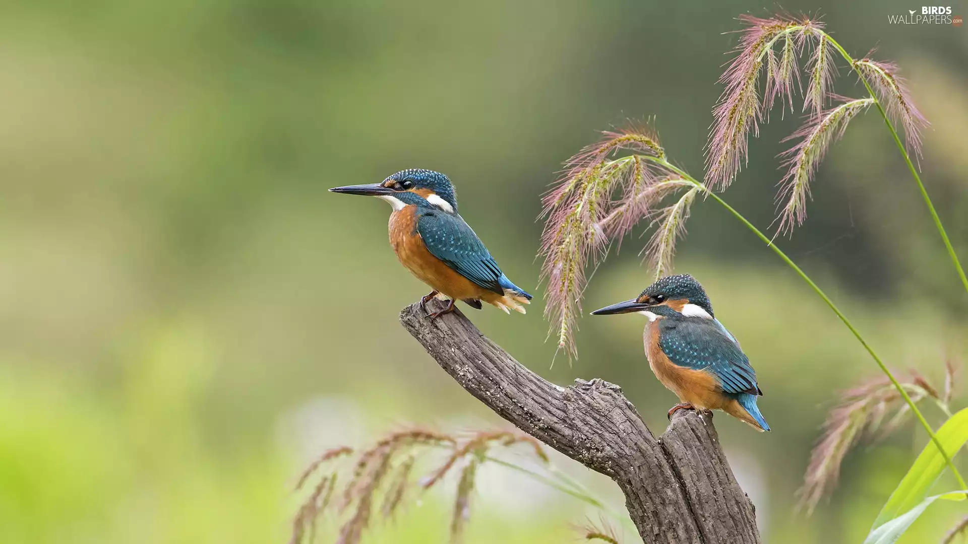 dry, birds, blades, kingfishers, Two cars, branch, grass
