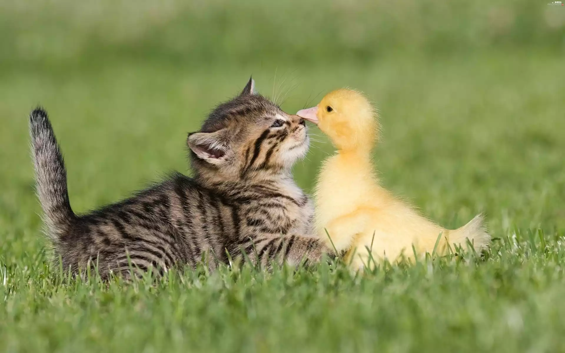grass, duck, cat