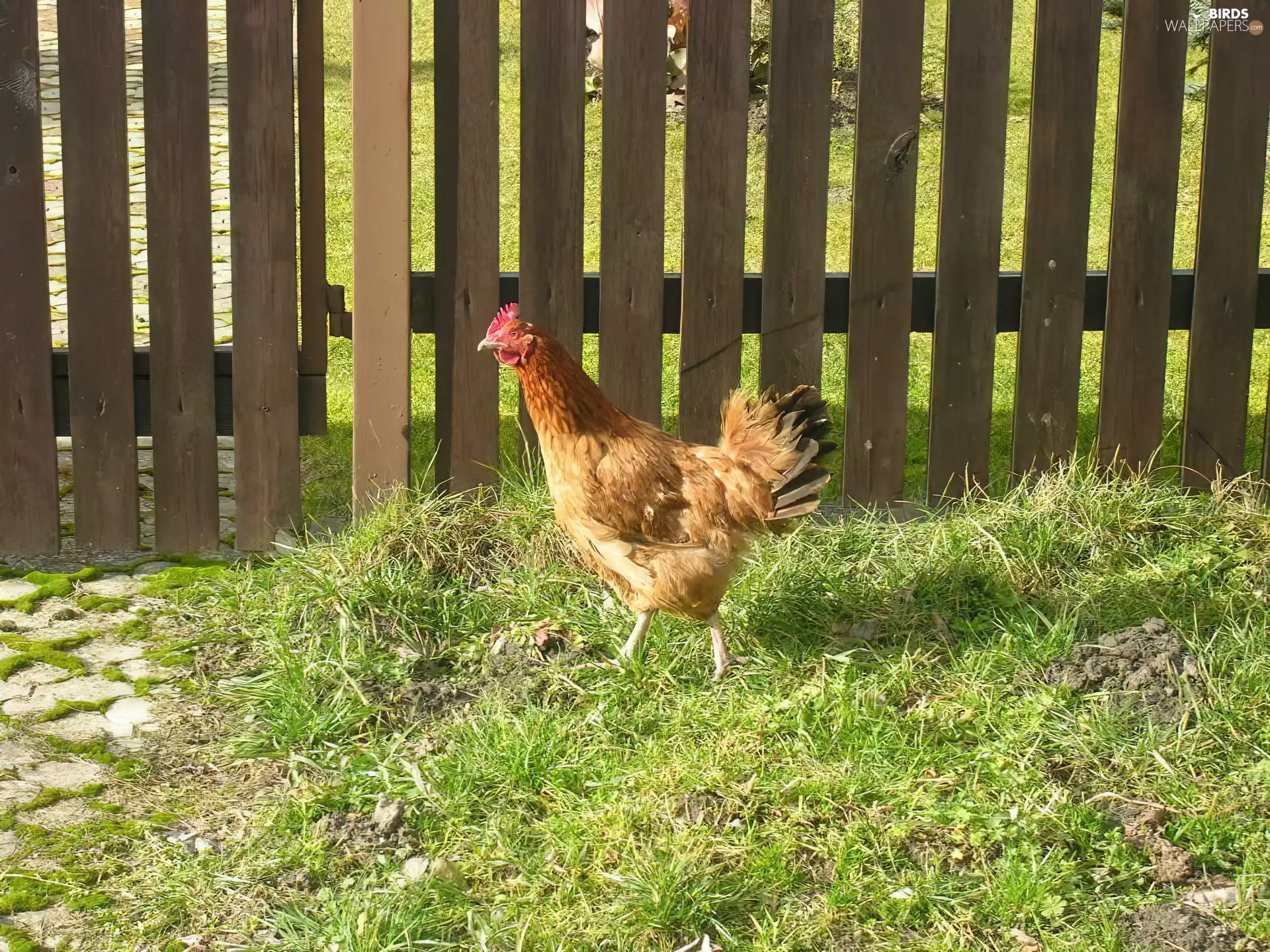 chicken, wooden, Fance, grass