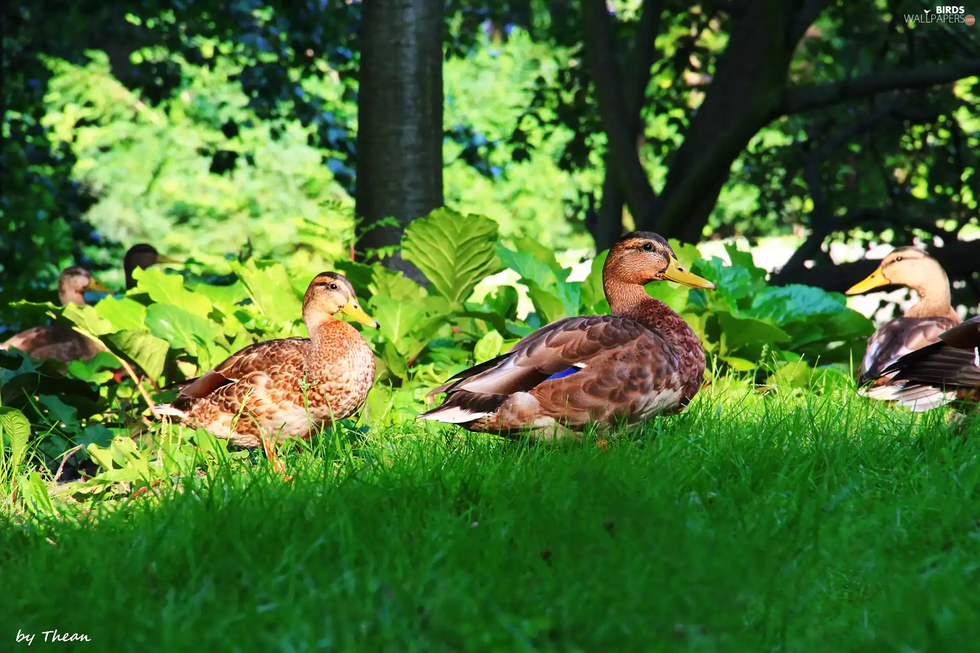grass, ducks, Crosswords