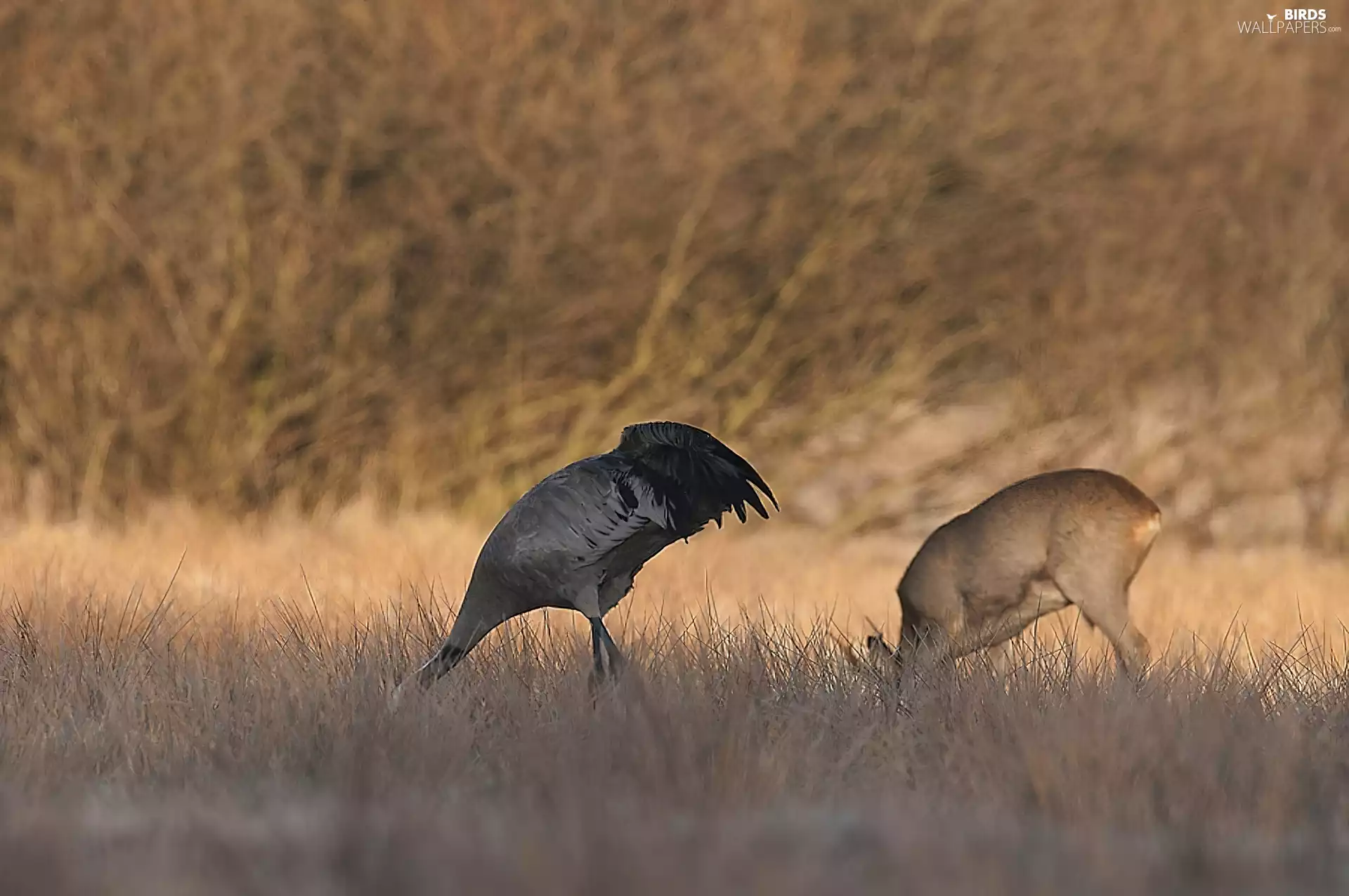grass, crane, deer