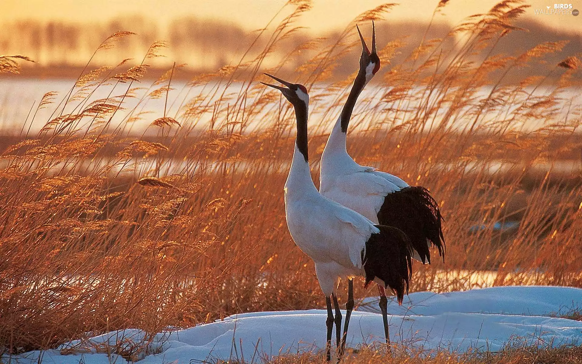 dry, cranes, blur, grass