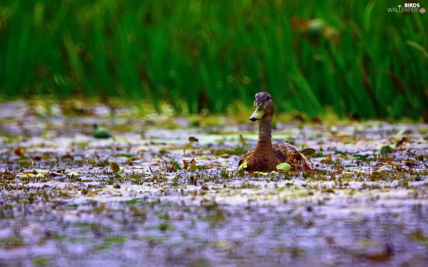duck, Pond - car, grass