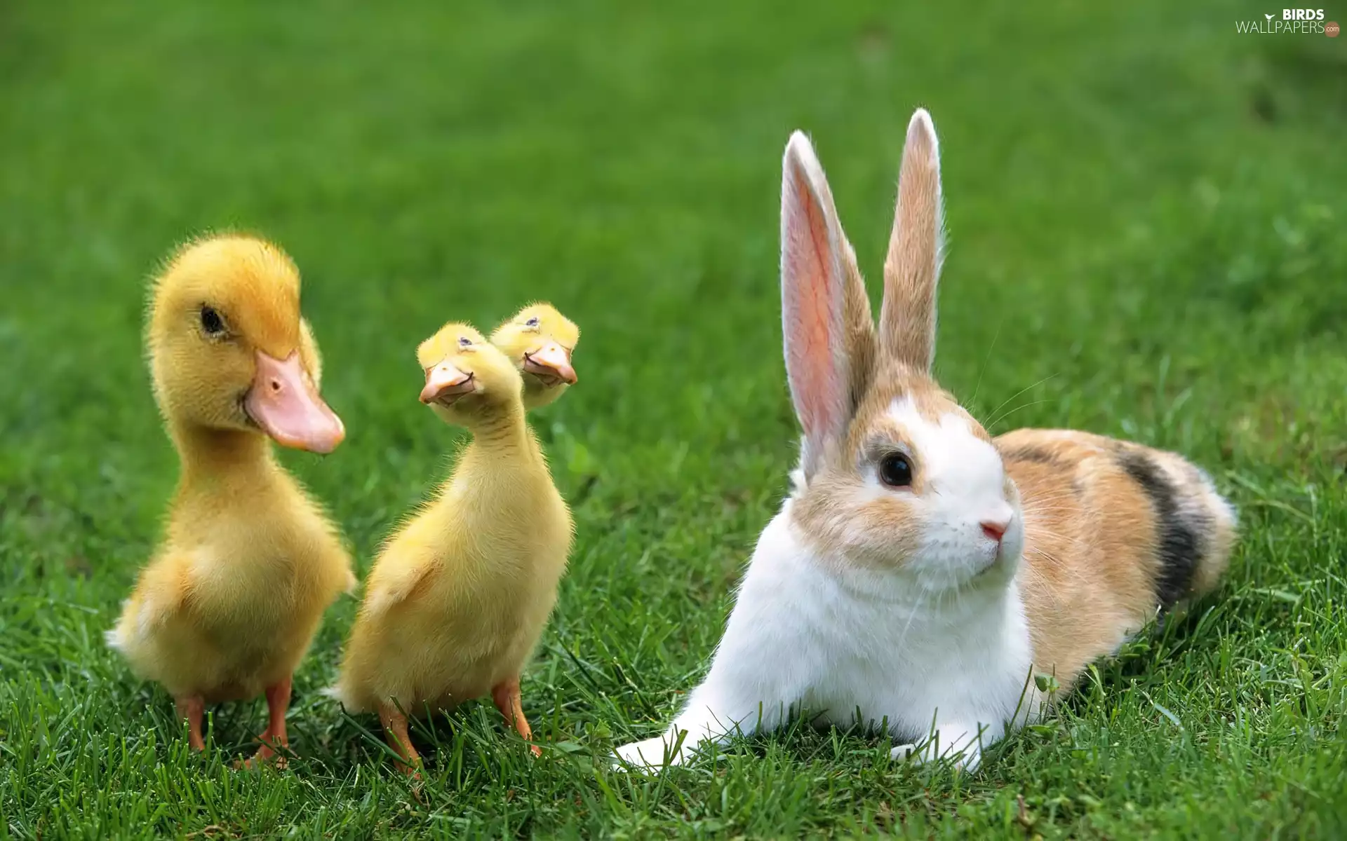 grass, Rabbit, ducks