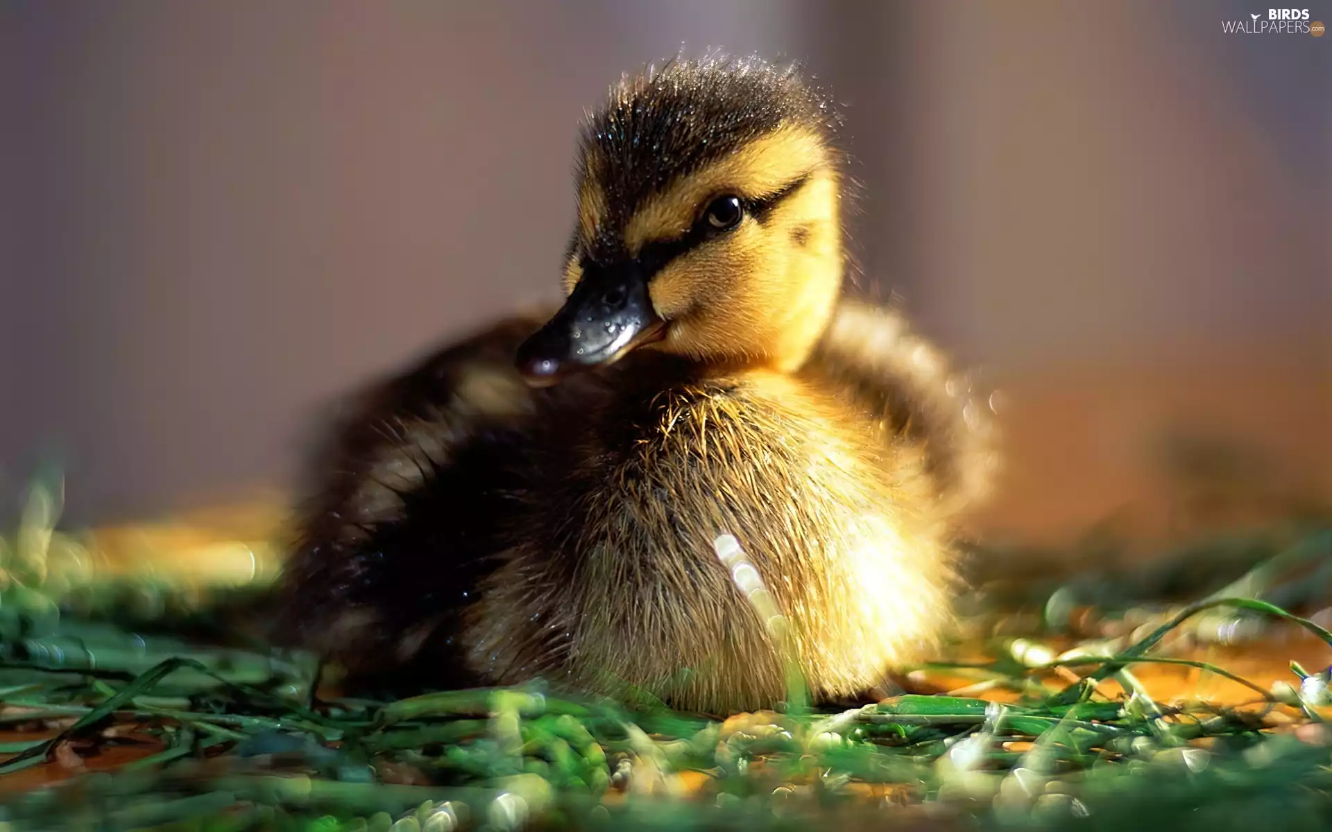 grass, chick, Ducky